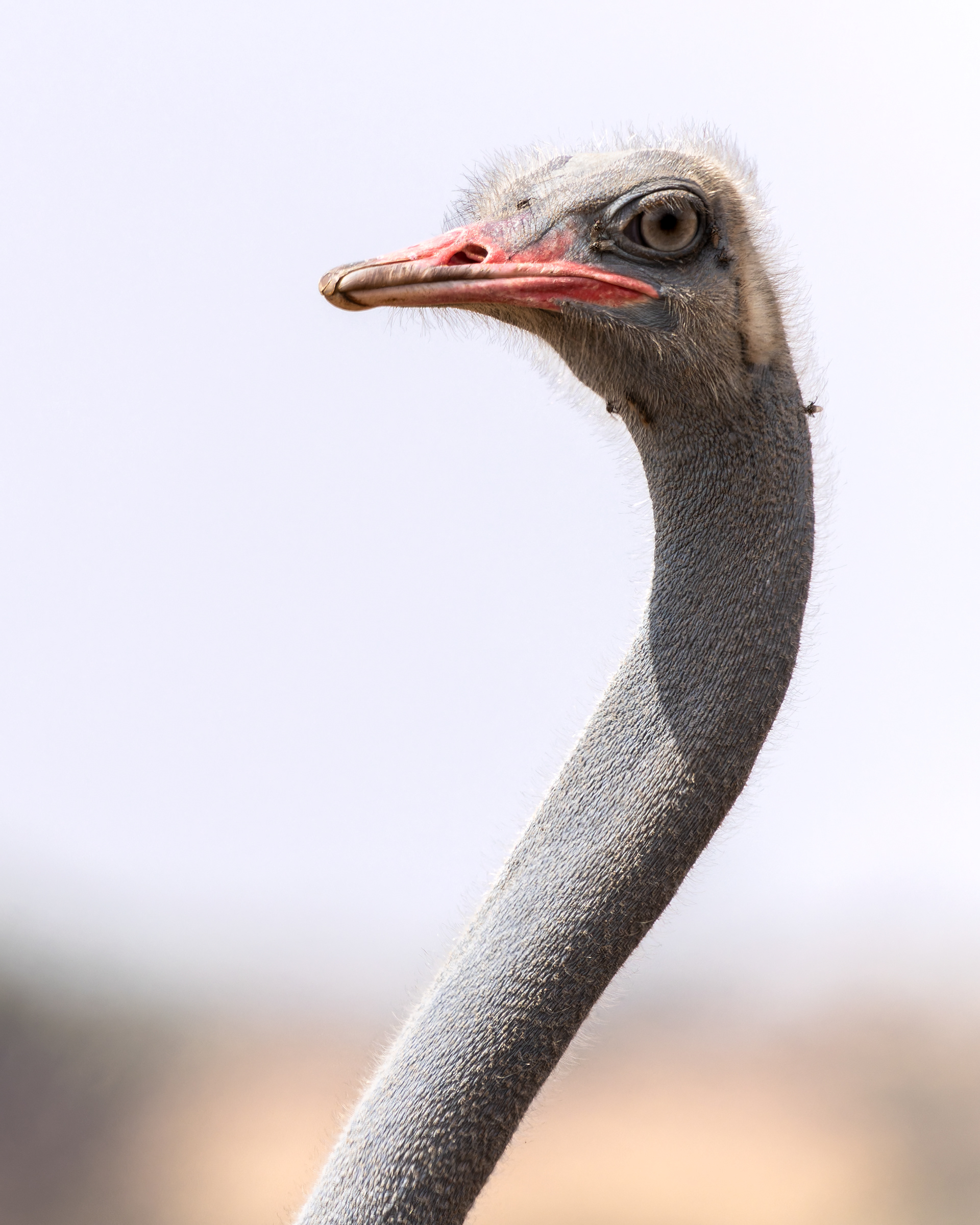 Masai Ostrich
