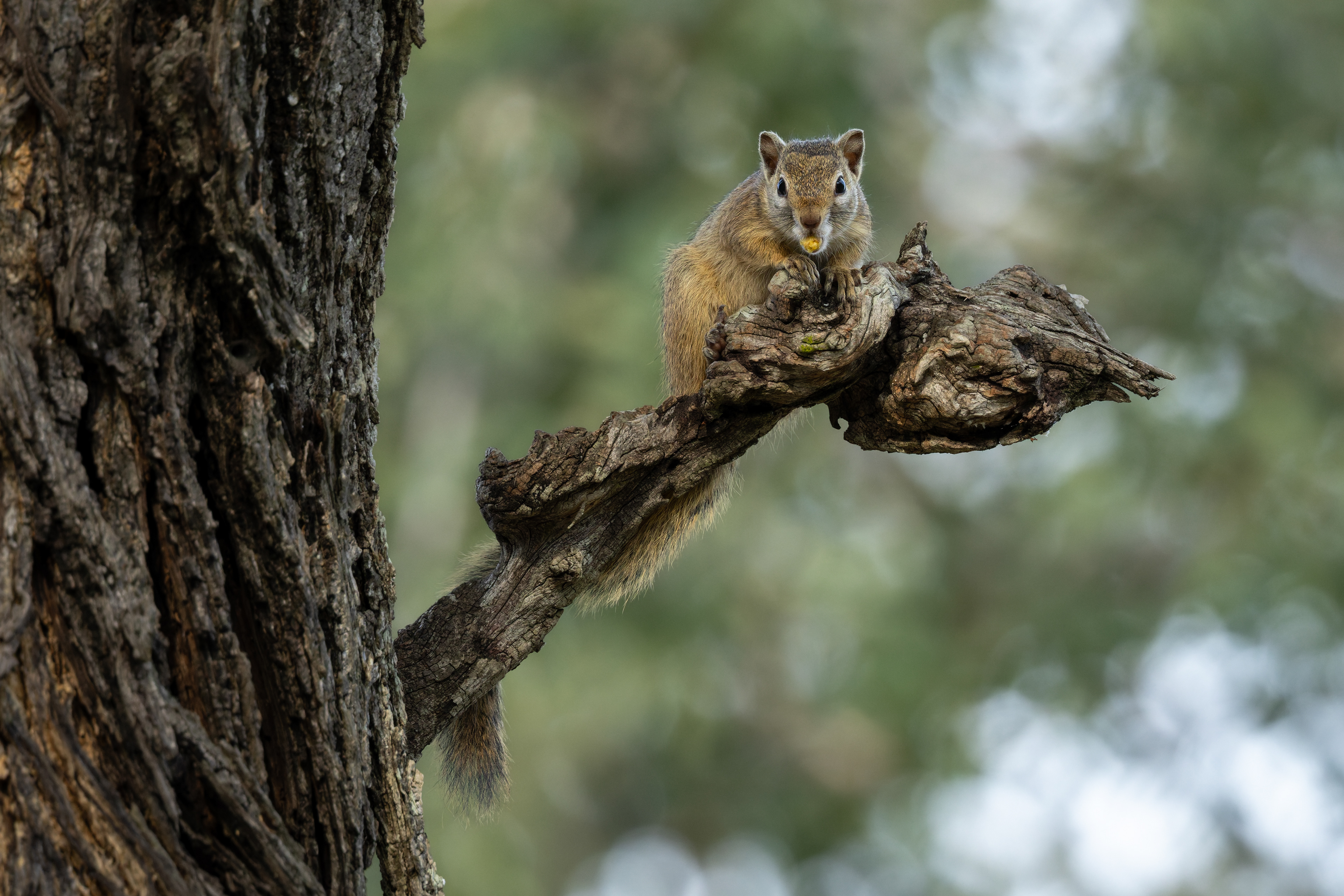 Tree Squirrel