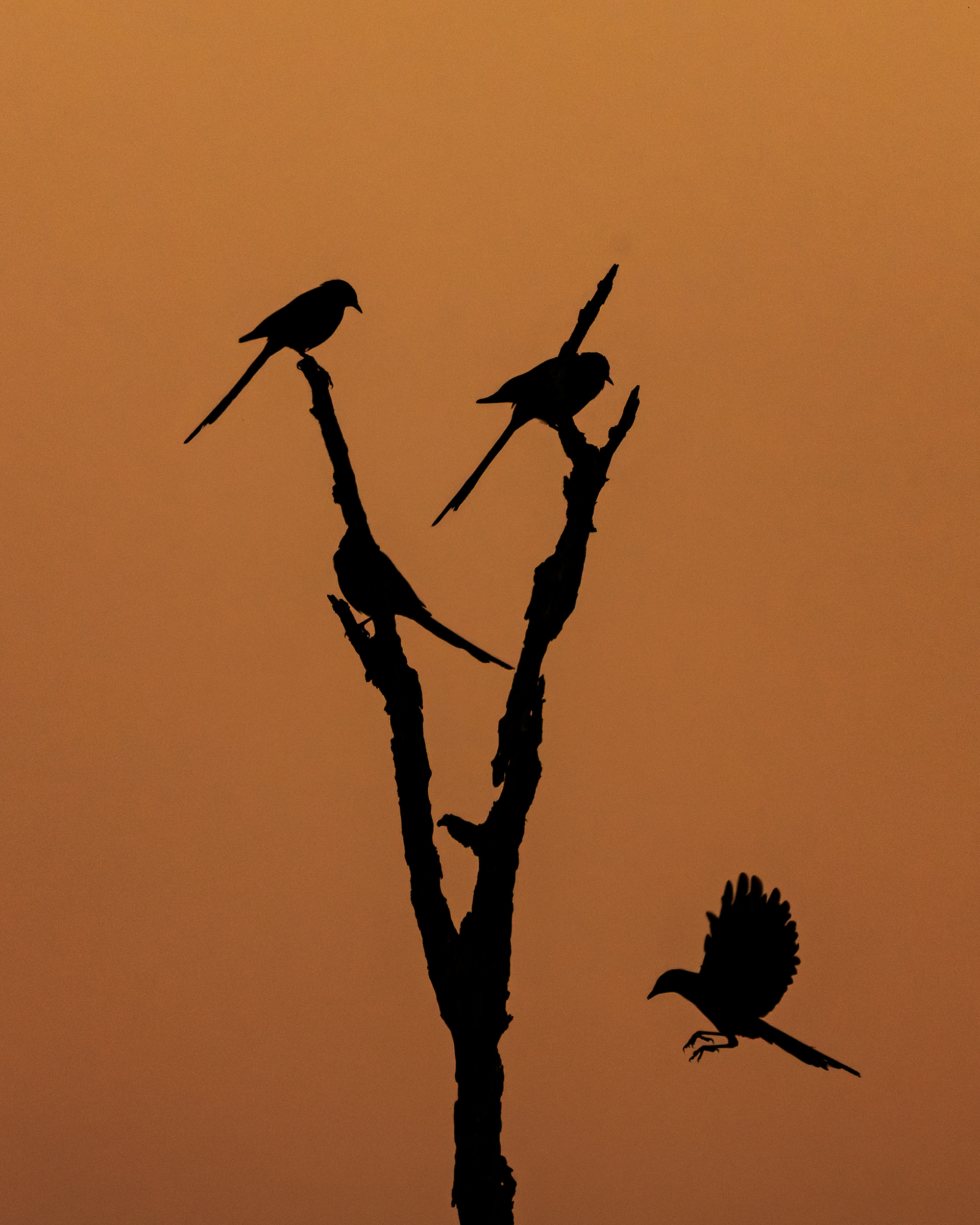 Meves's Starling