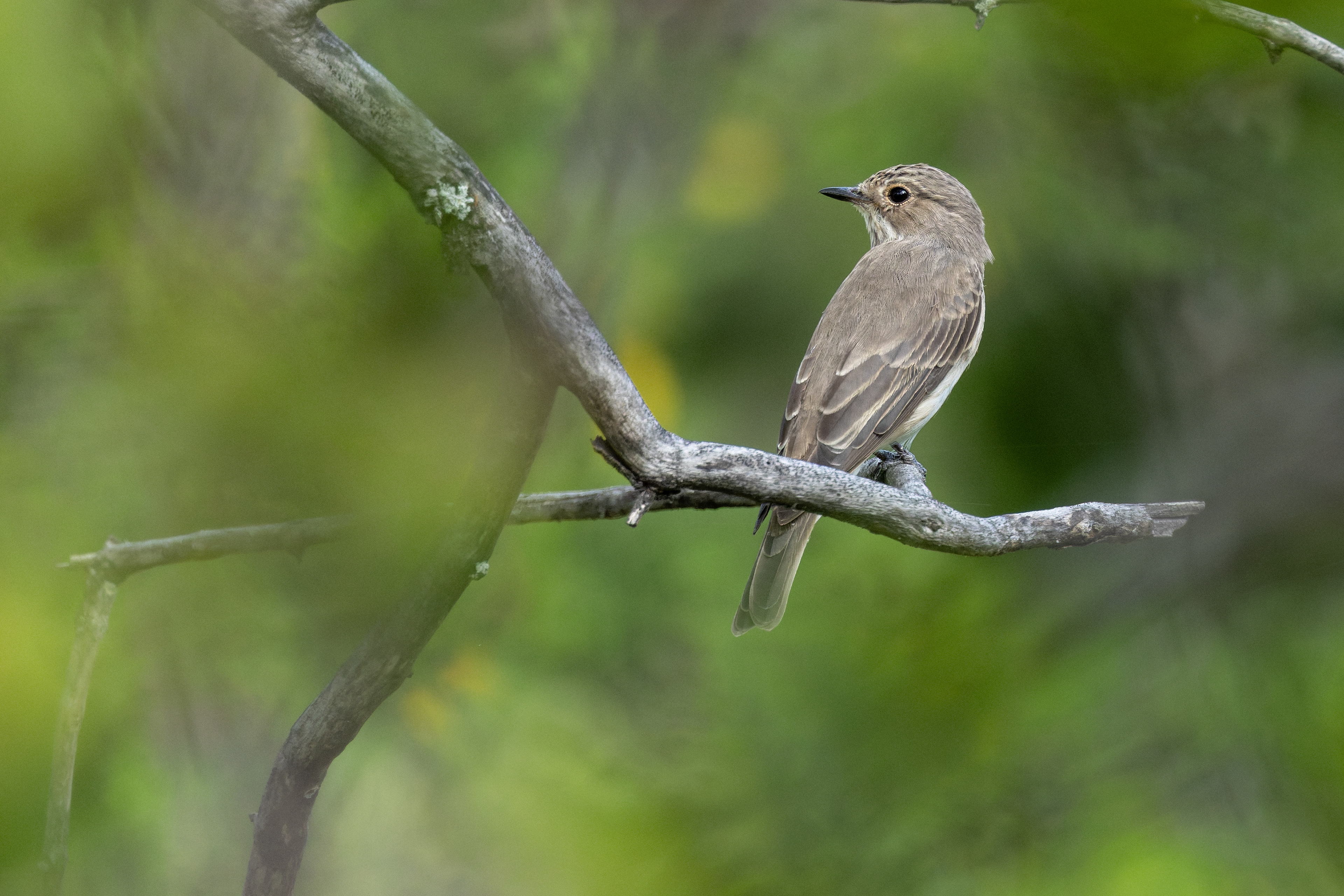 Spotted Flycatcher