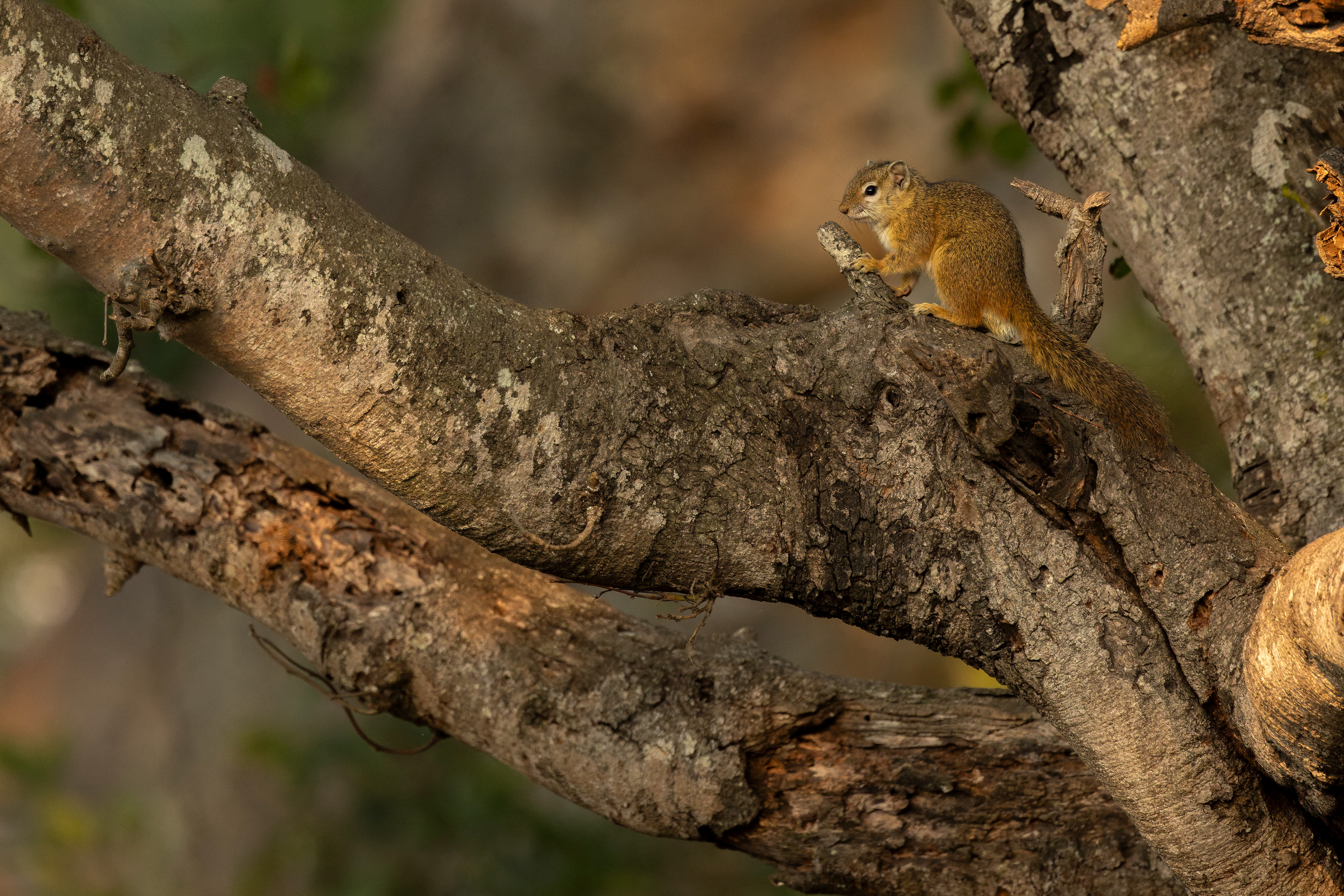 Tree Squirell