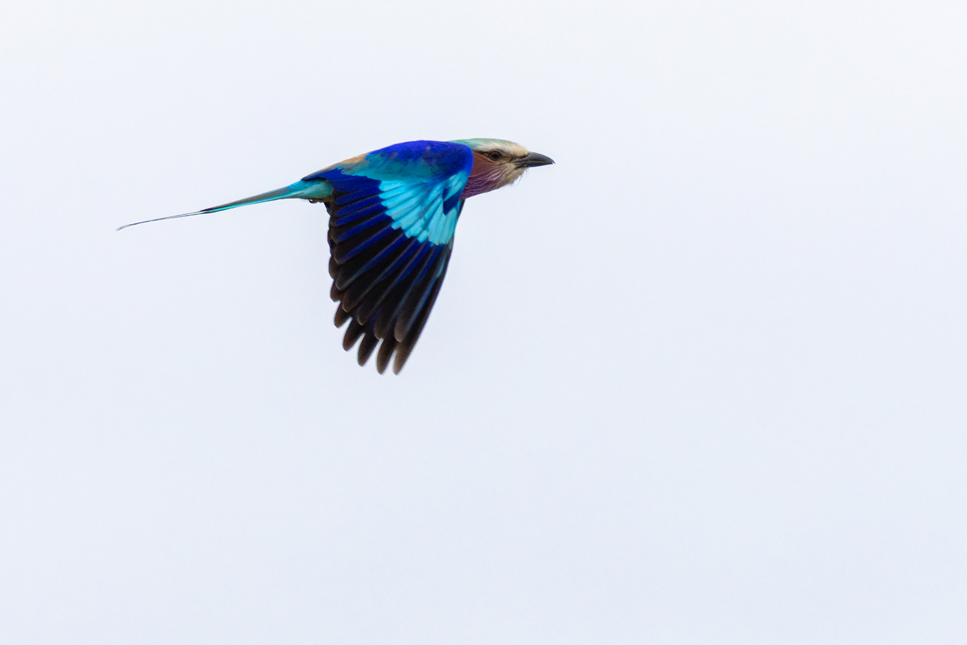 Lilac-breasted Roller