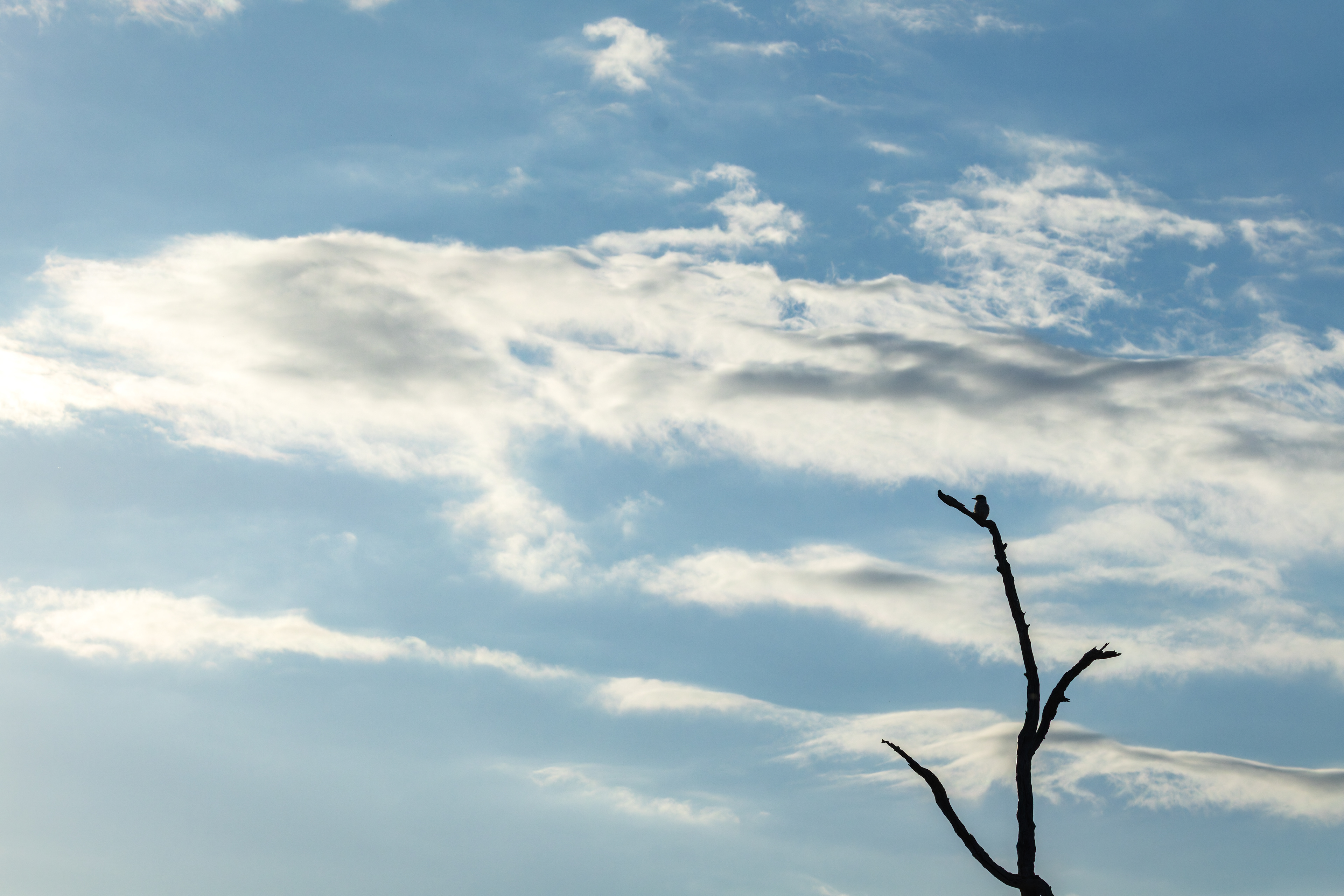 Striped Kingfisher