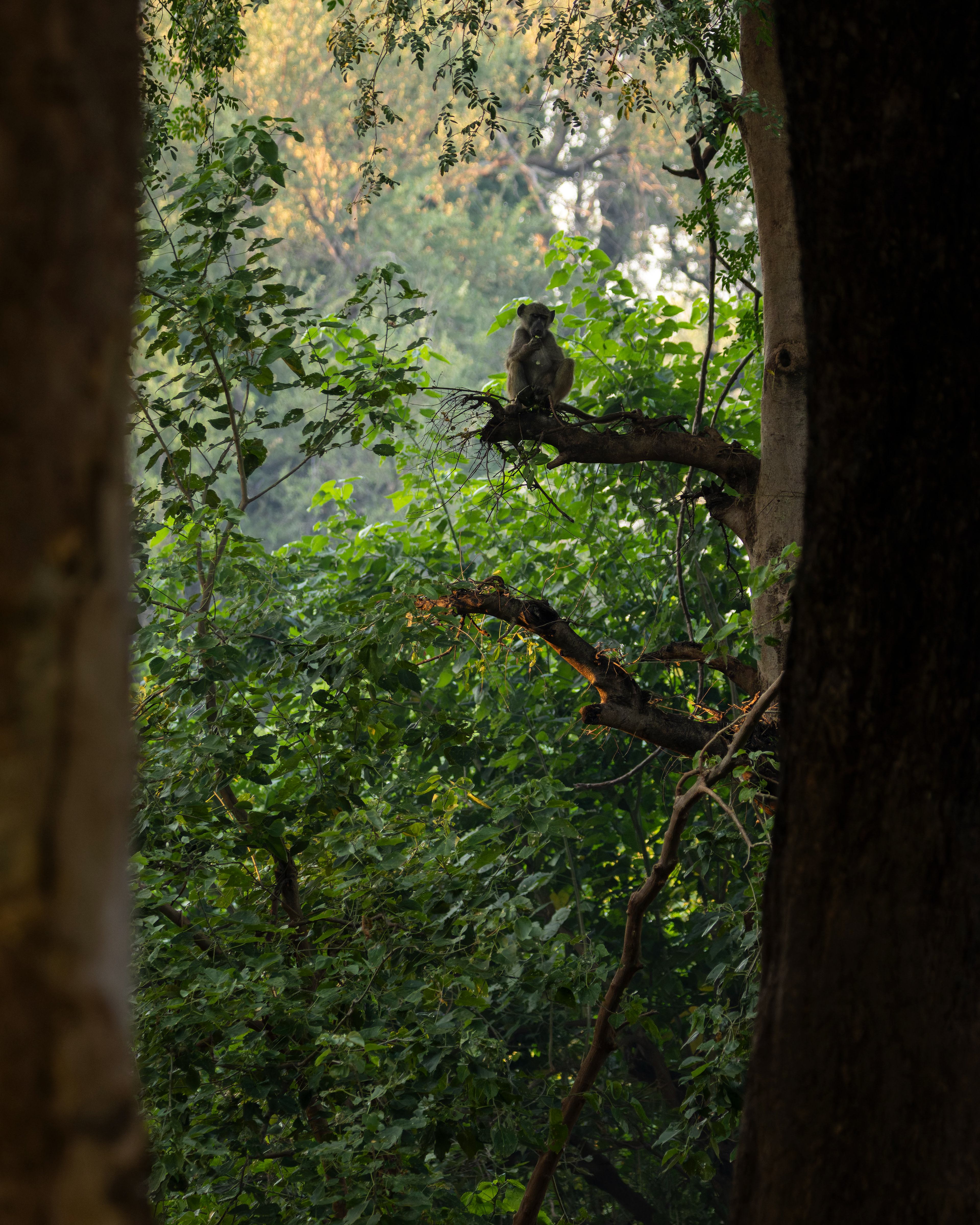 Chacma Baboon