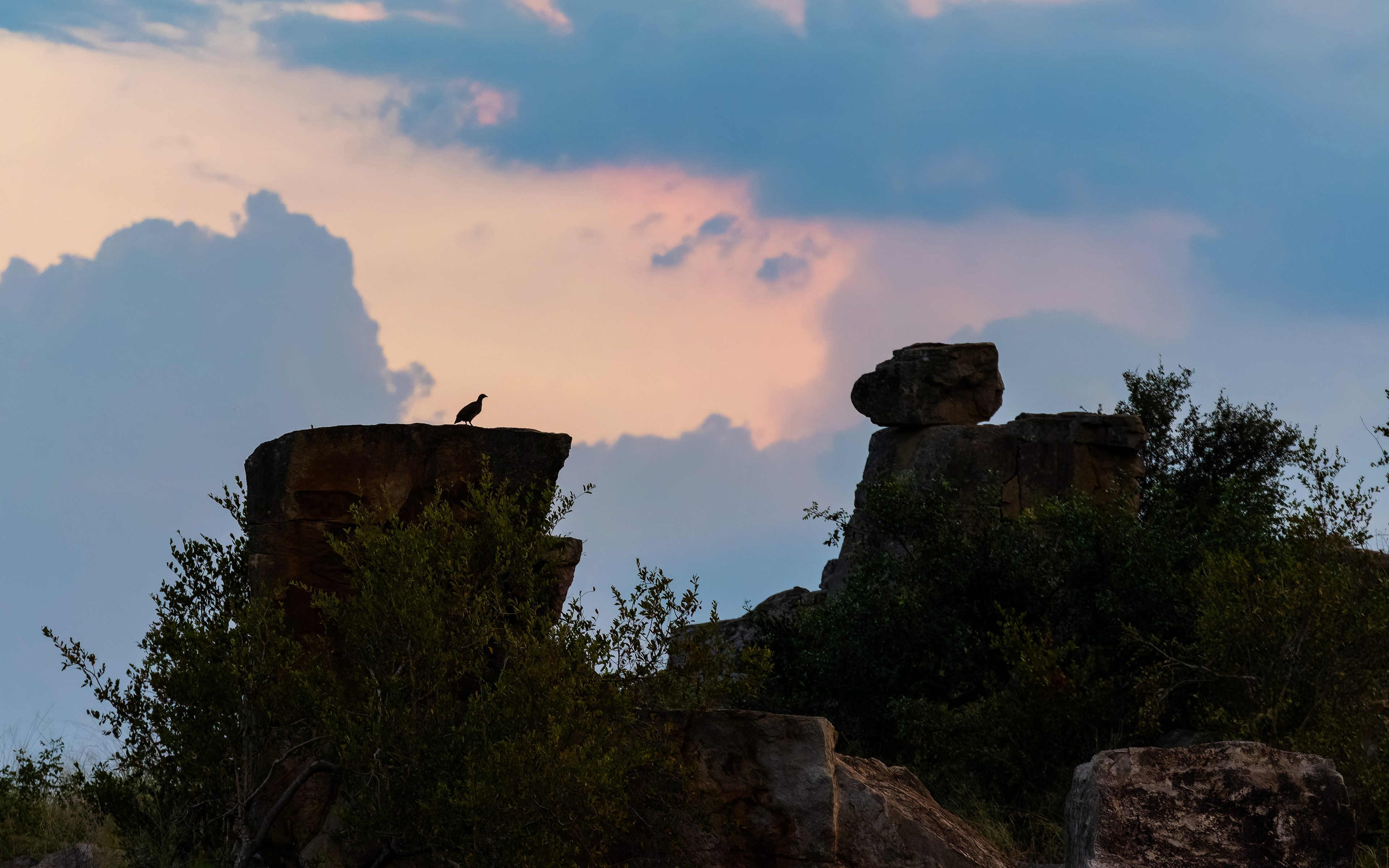 Natal Spurfowl