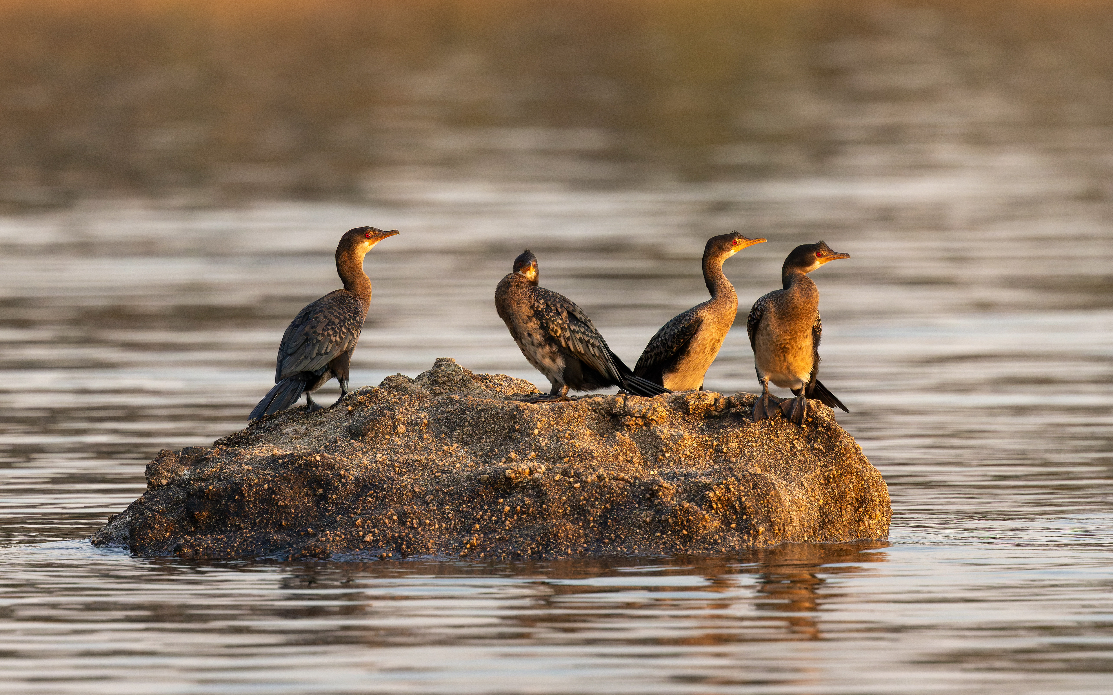 Reed Cormorant