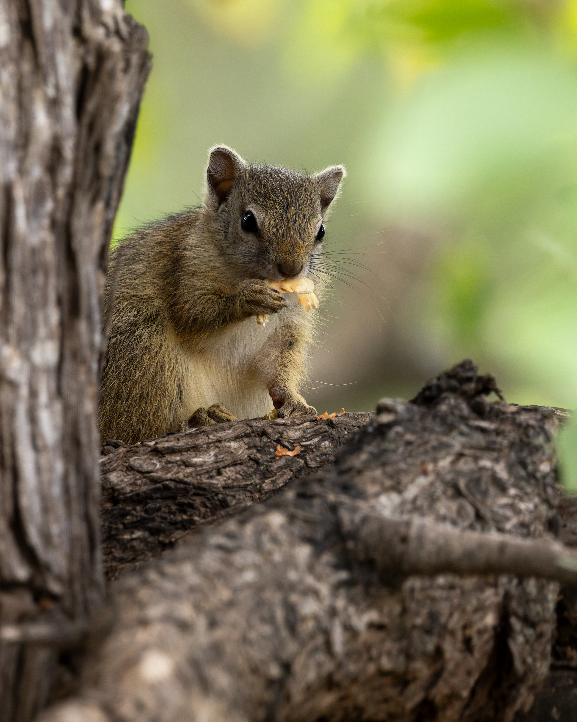 Tree Squirrel
