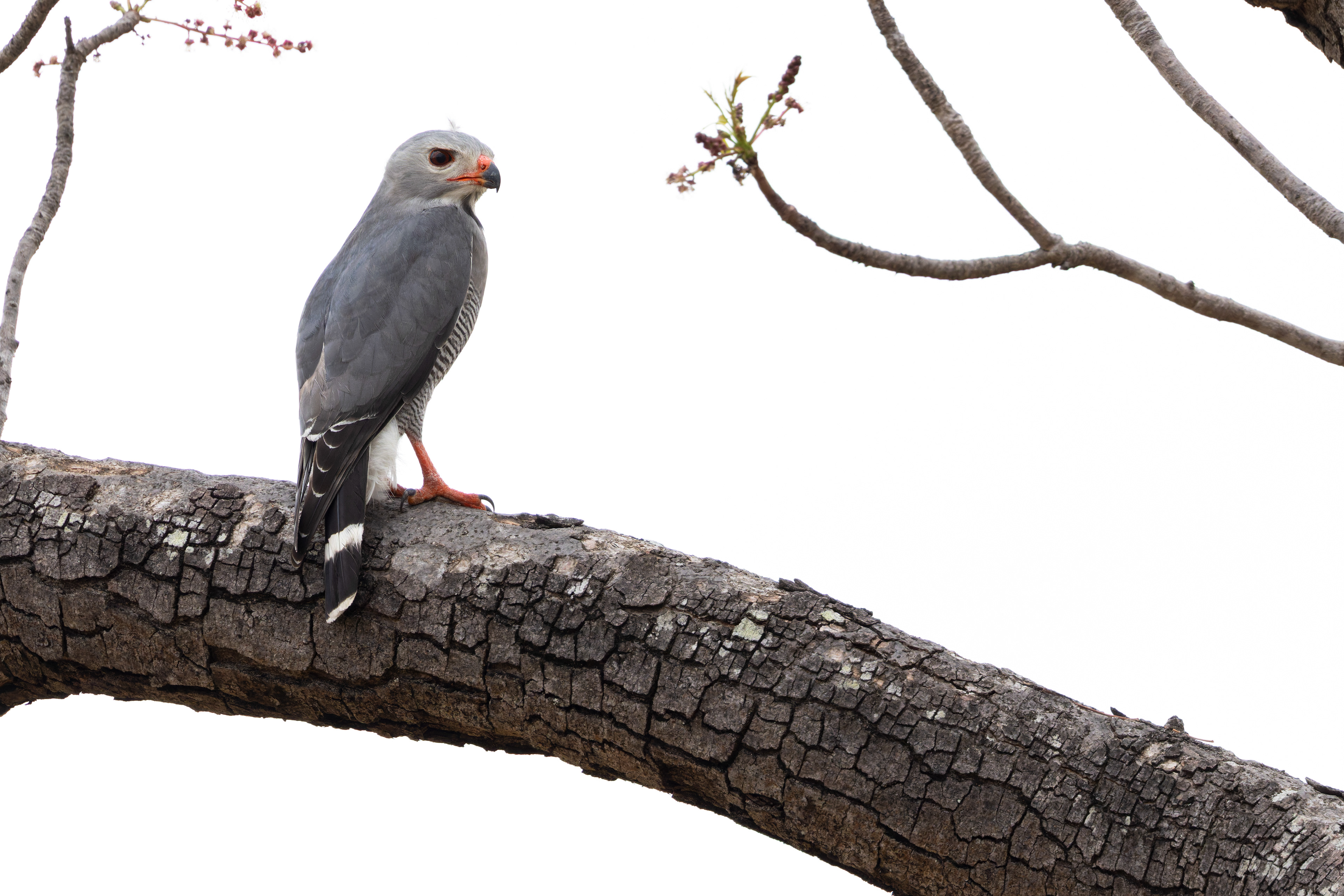 Lizard Buzzard