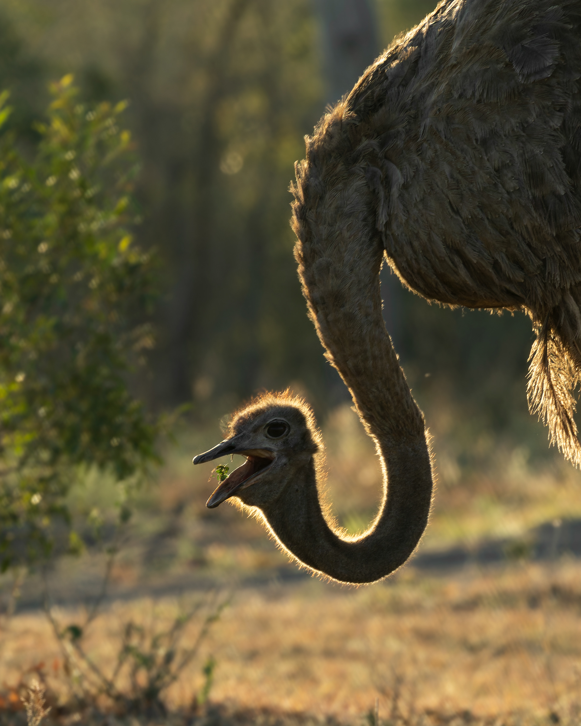 Common Ostrich