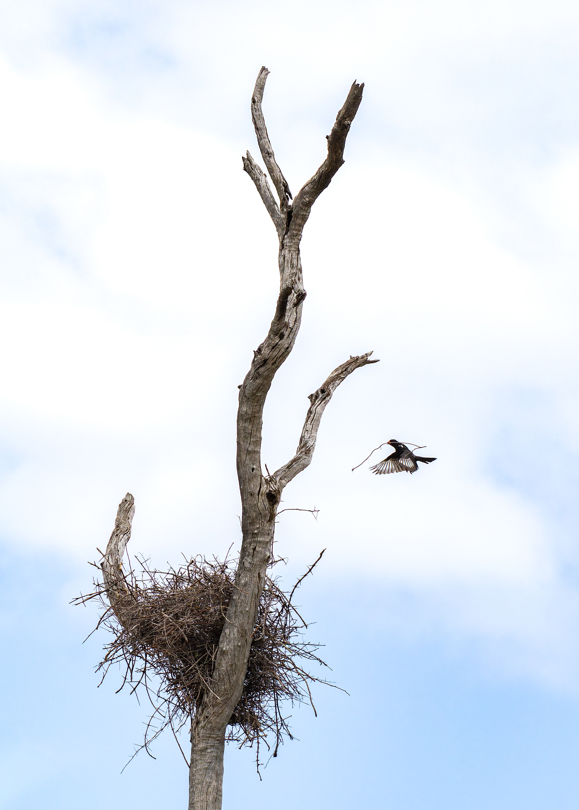 Red-billed Buffalo Weaver