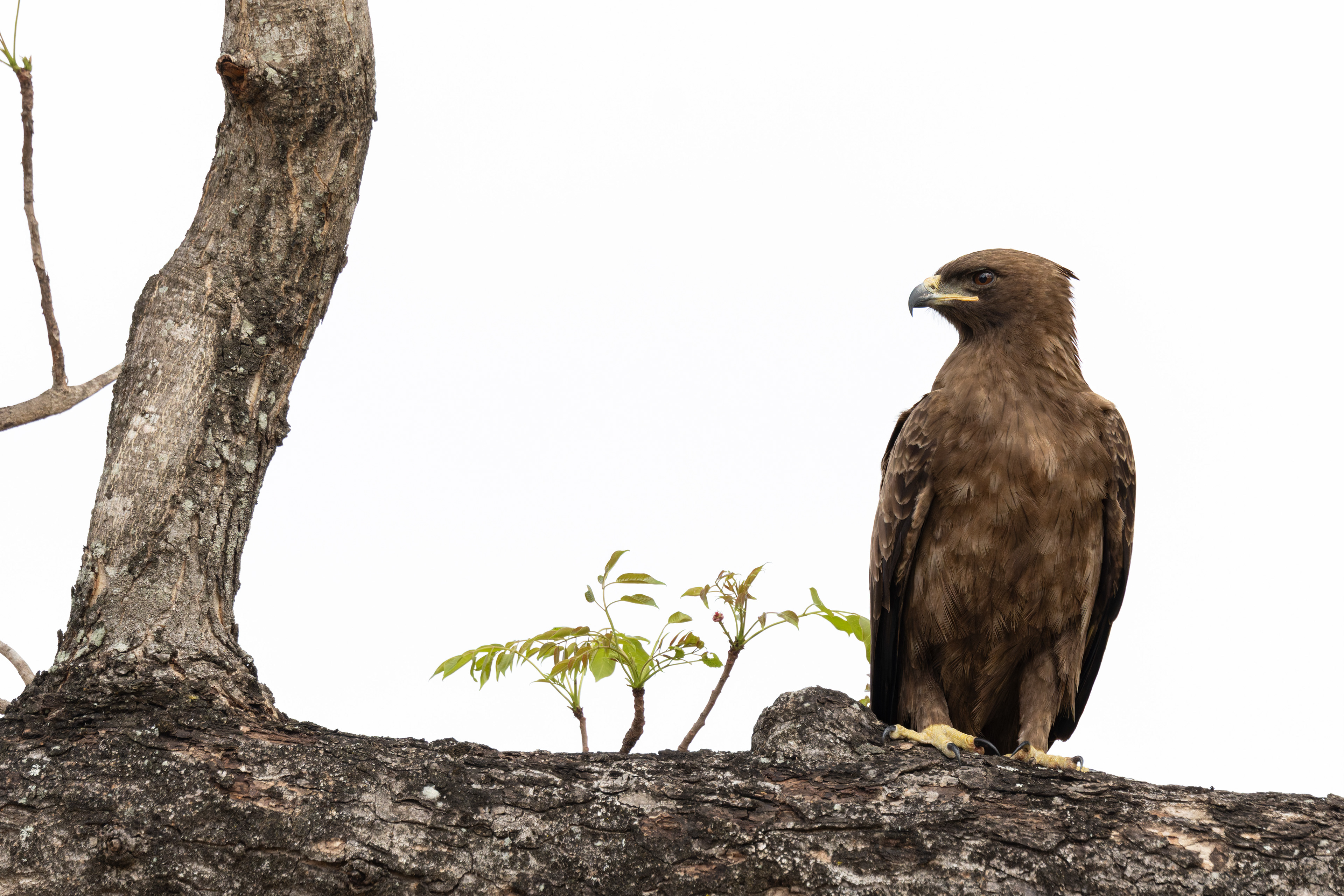 Wahlberg's eagle