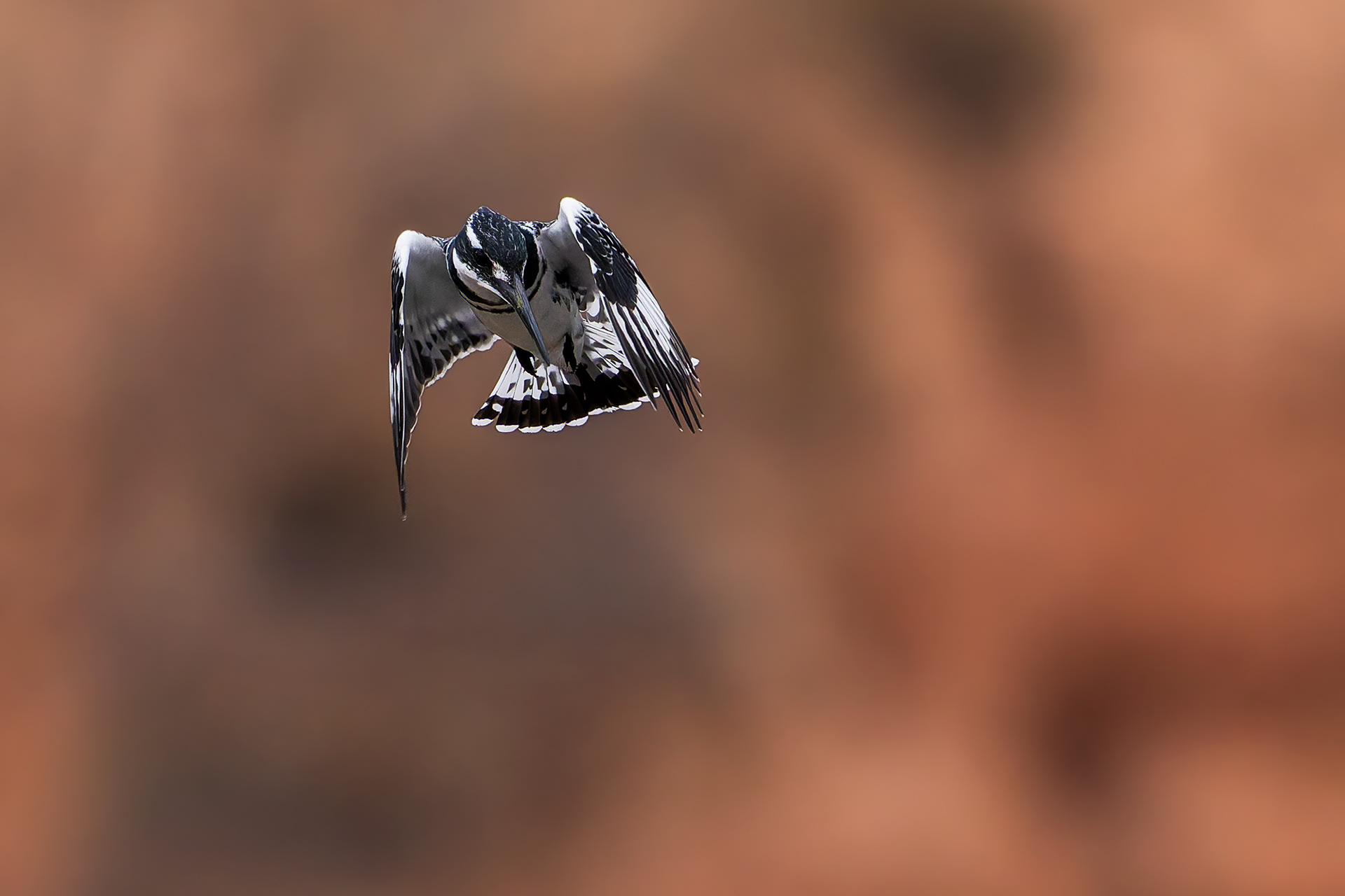 Pied Kingfisher