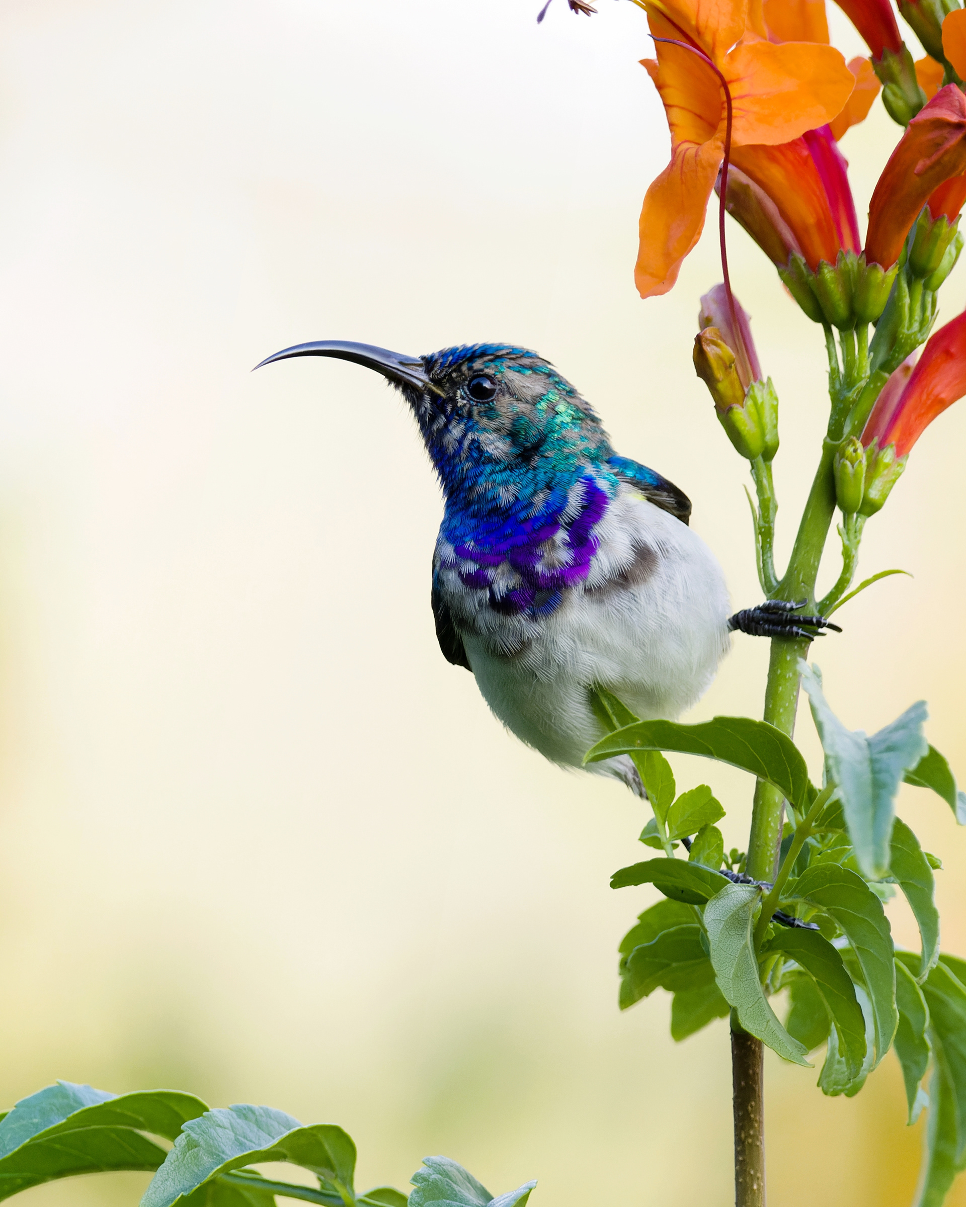 White-breasted Sunbird