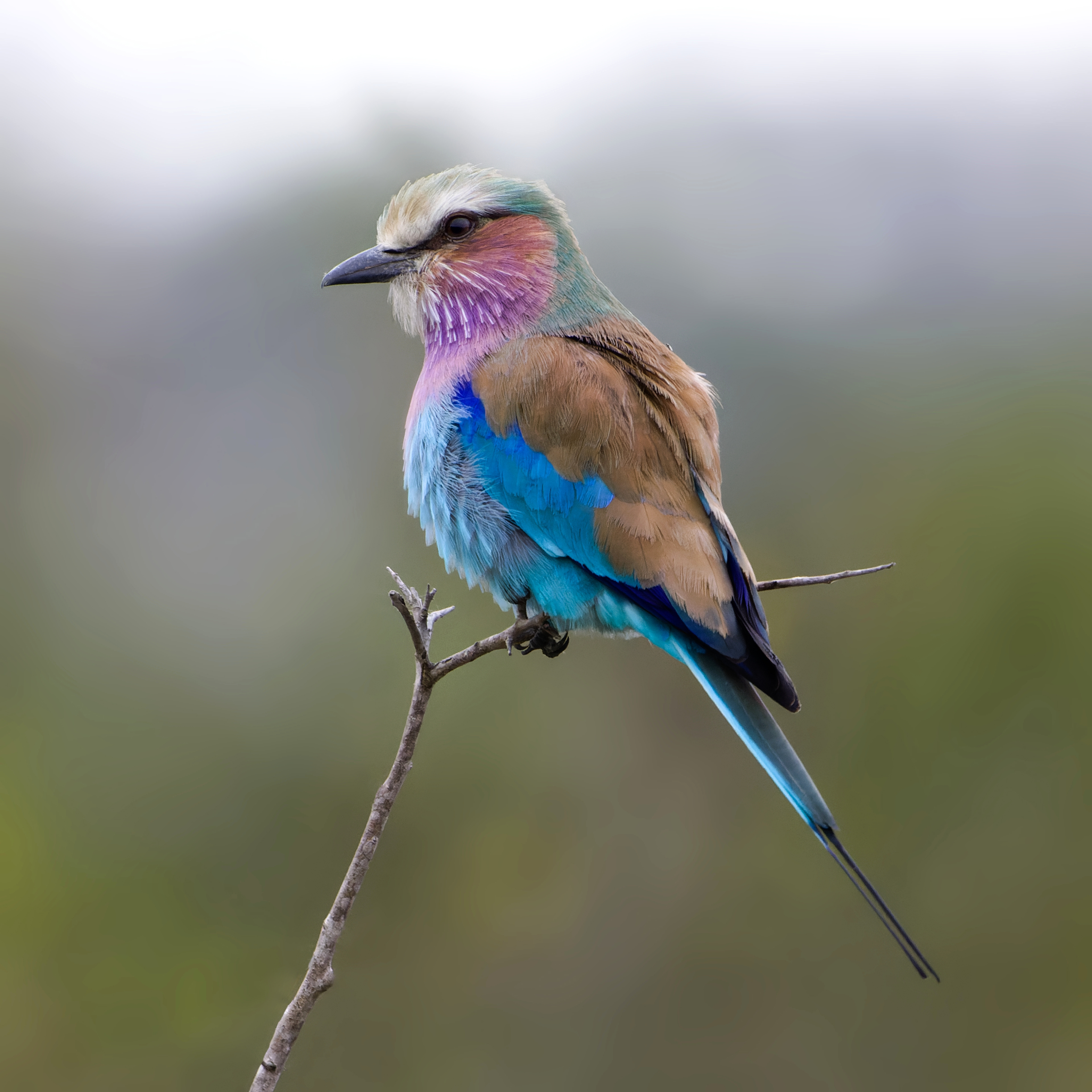 Lilac-breasted Roller