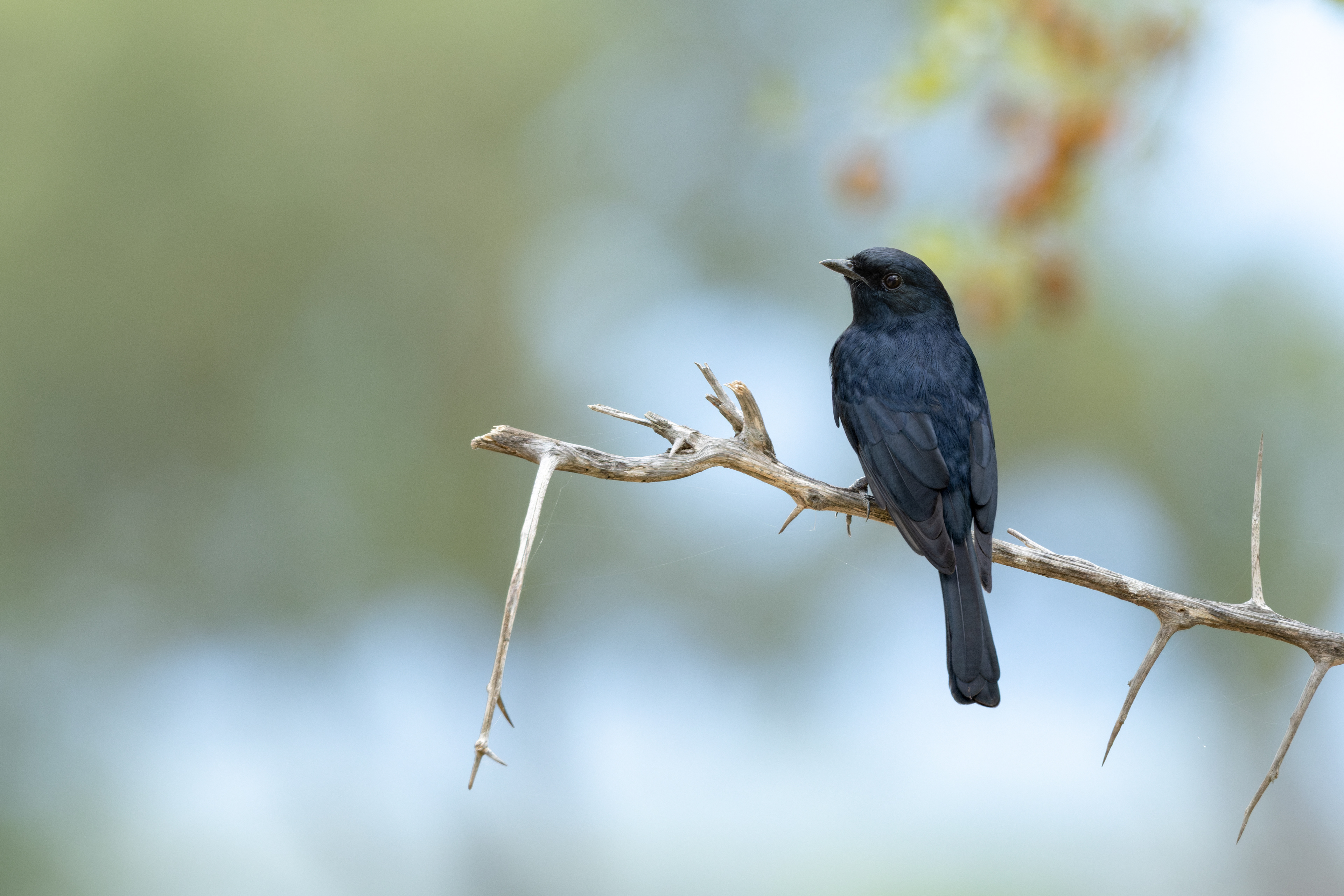 Black Flycatcher
