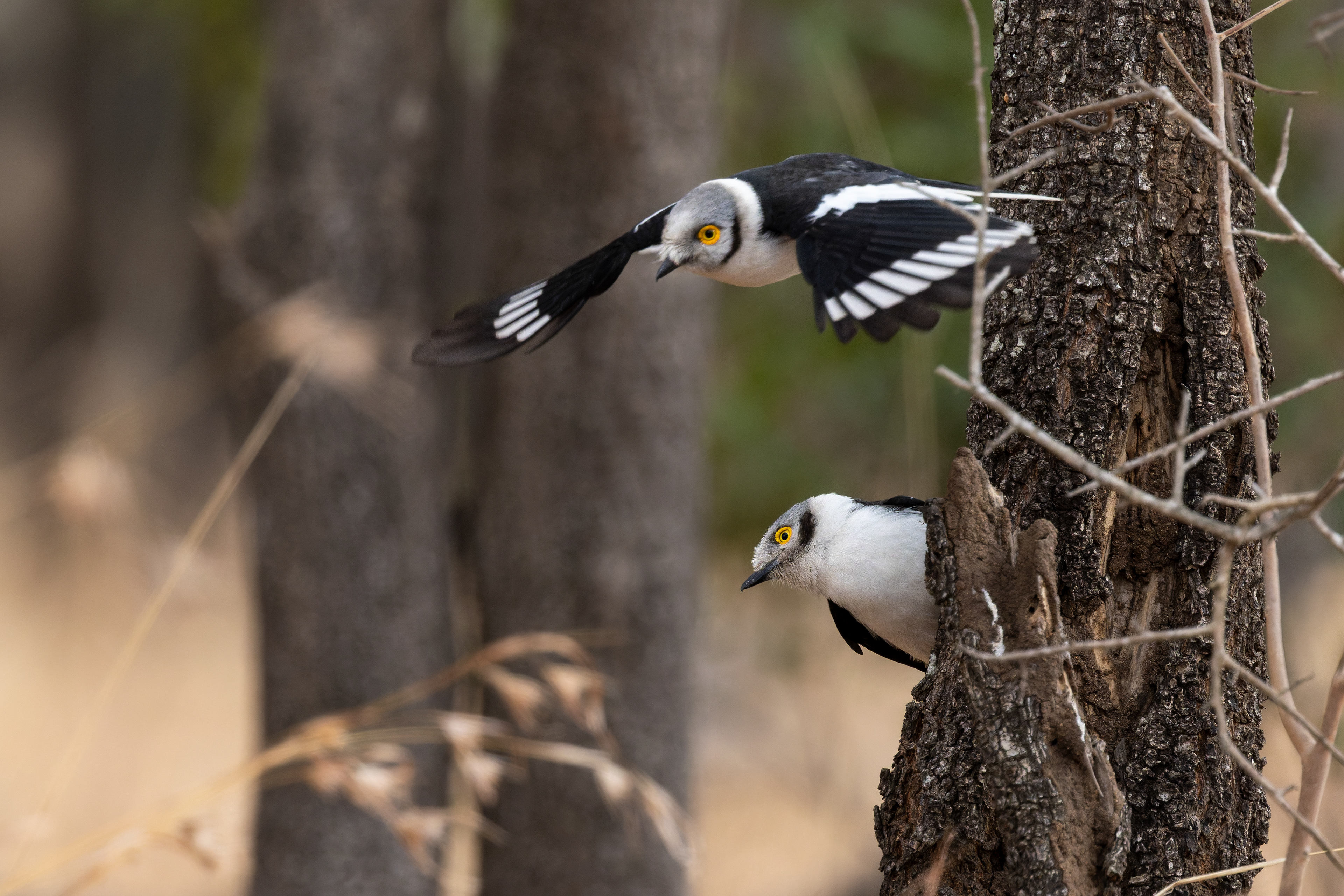 White-crested Helmetshrike