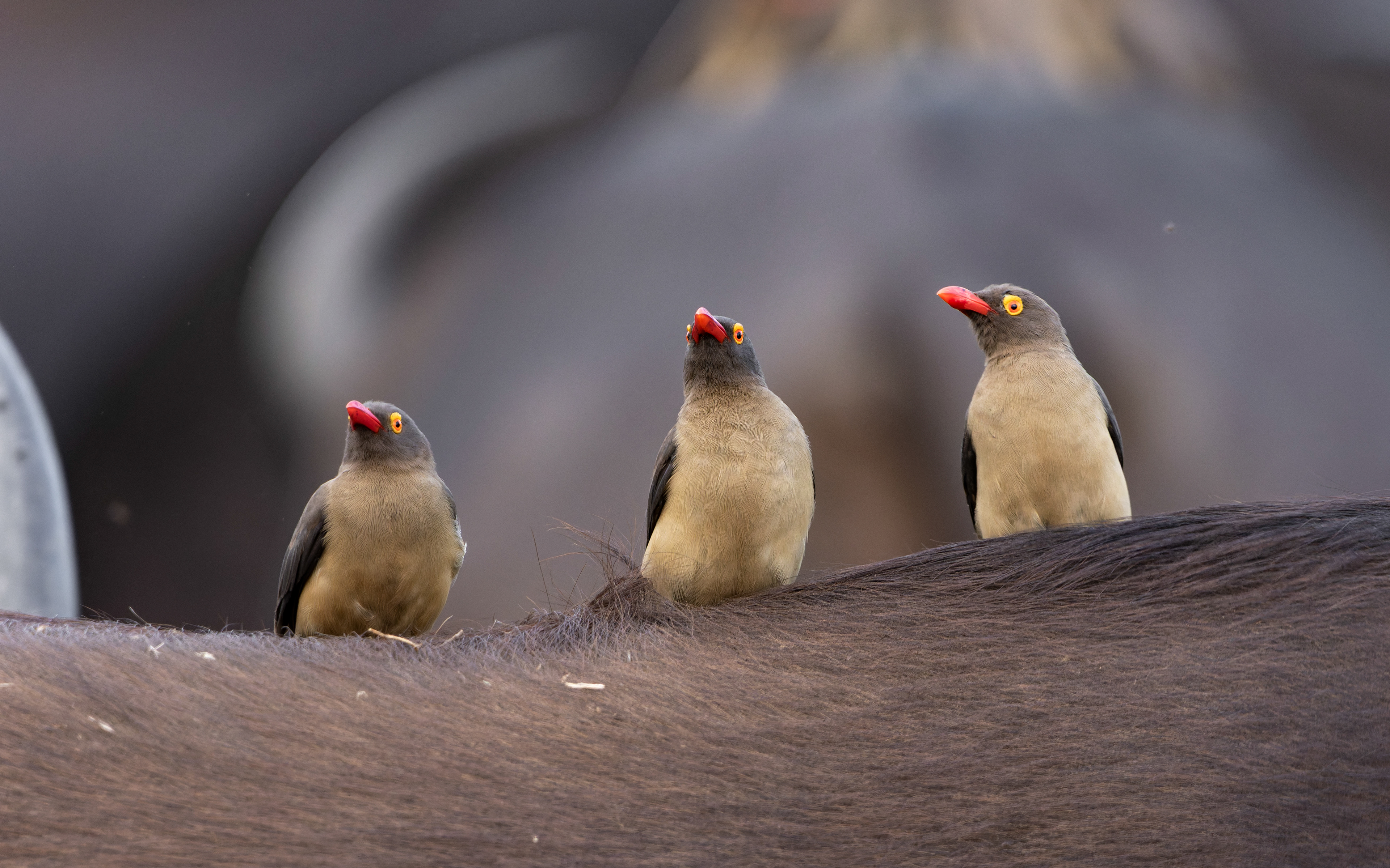Red-billed Oxpecker