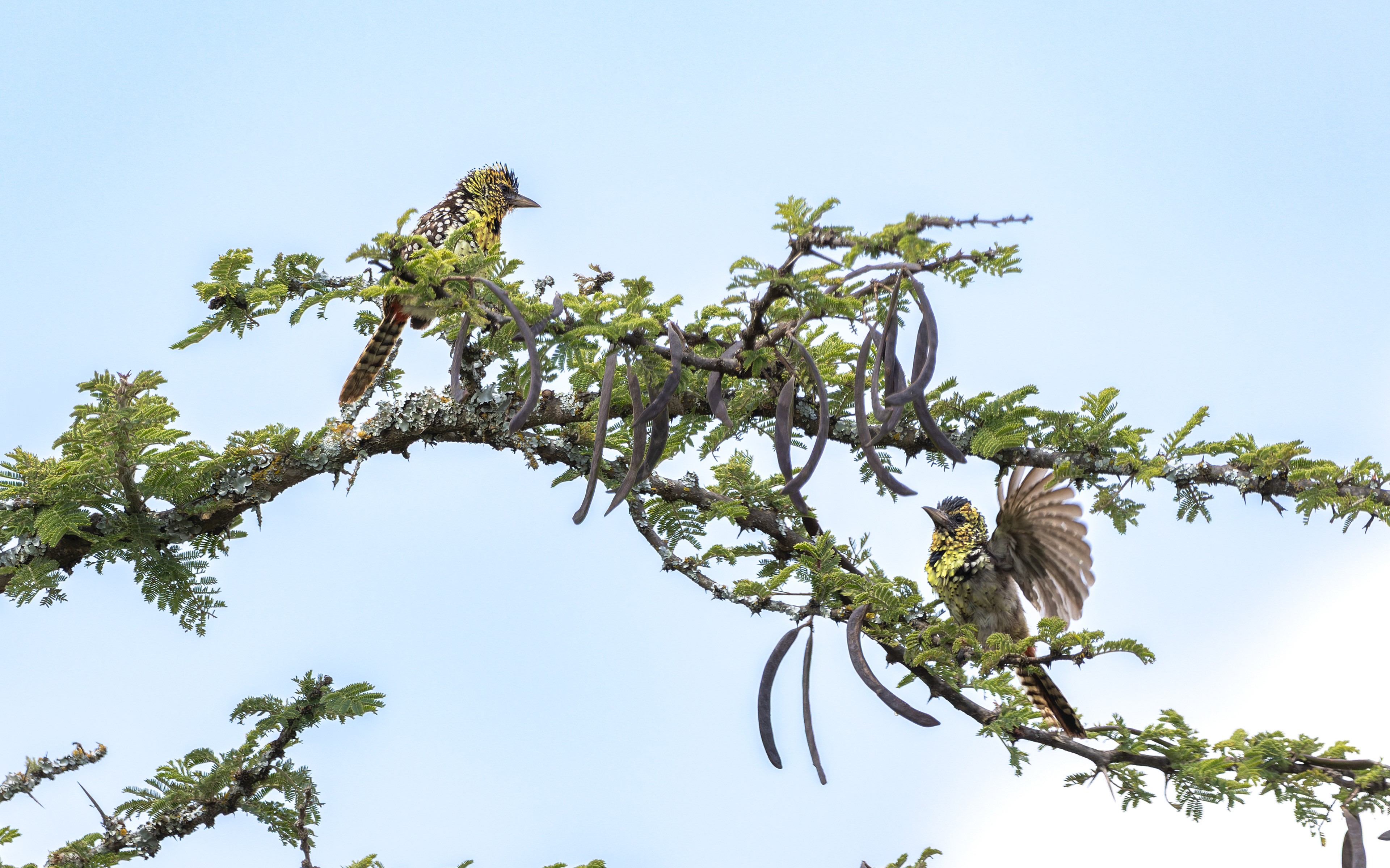 Usambiro barbet