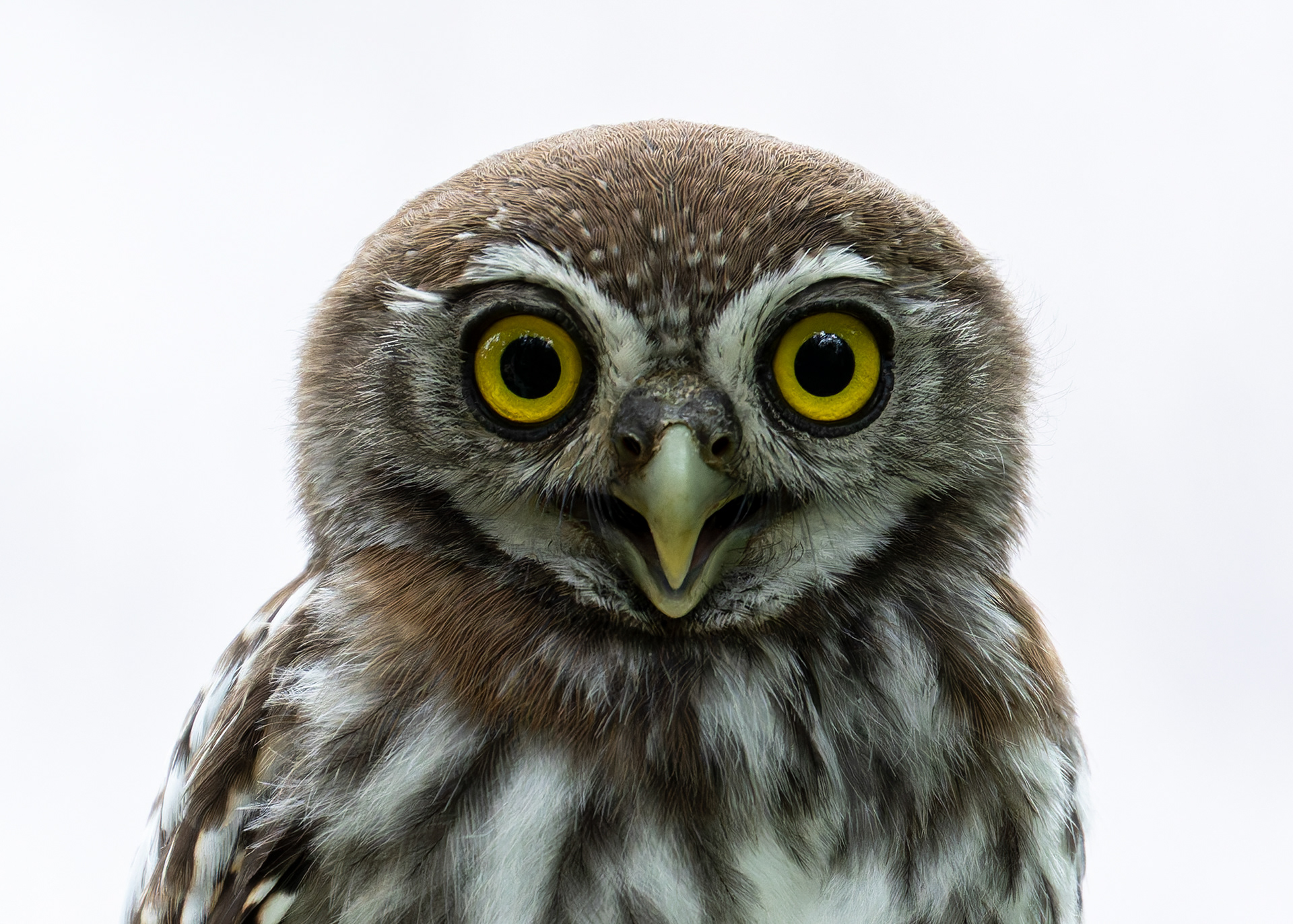 Pearl-spotted Owl