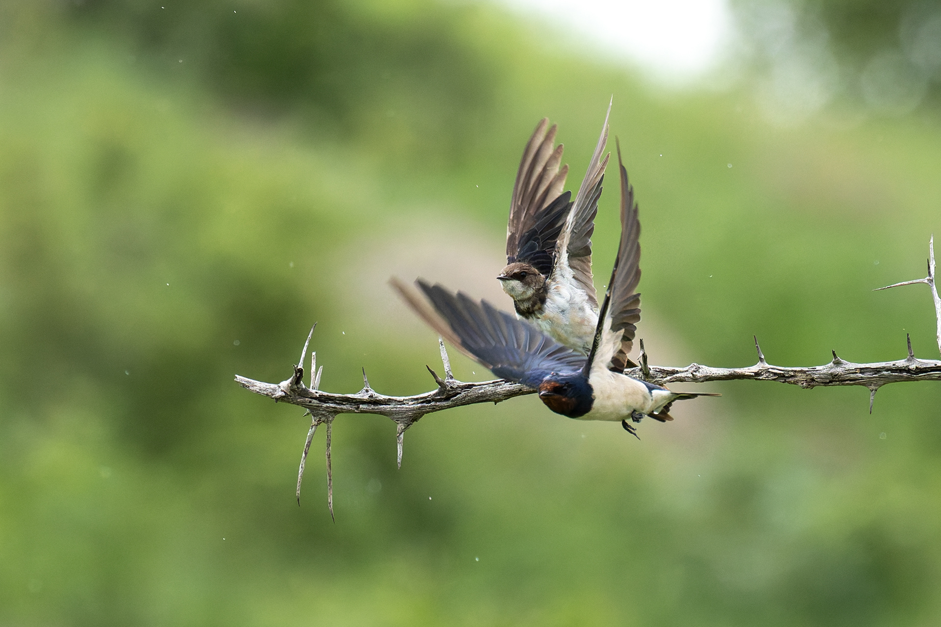 Barn Swallow