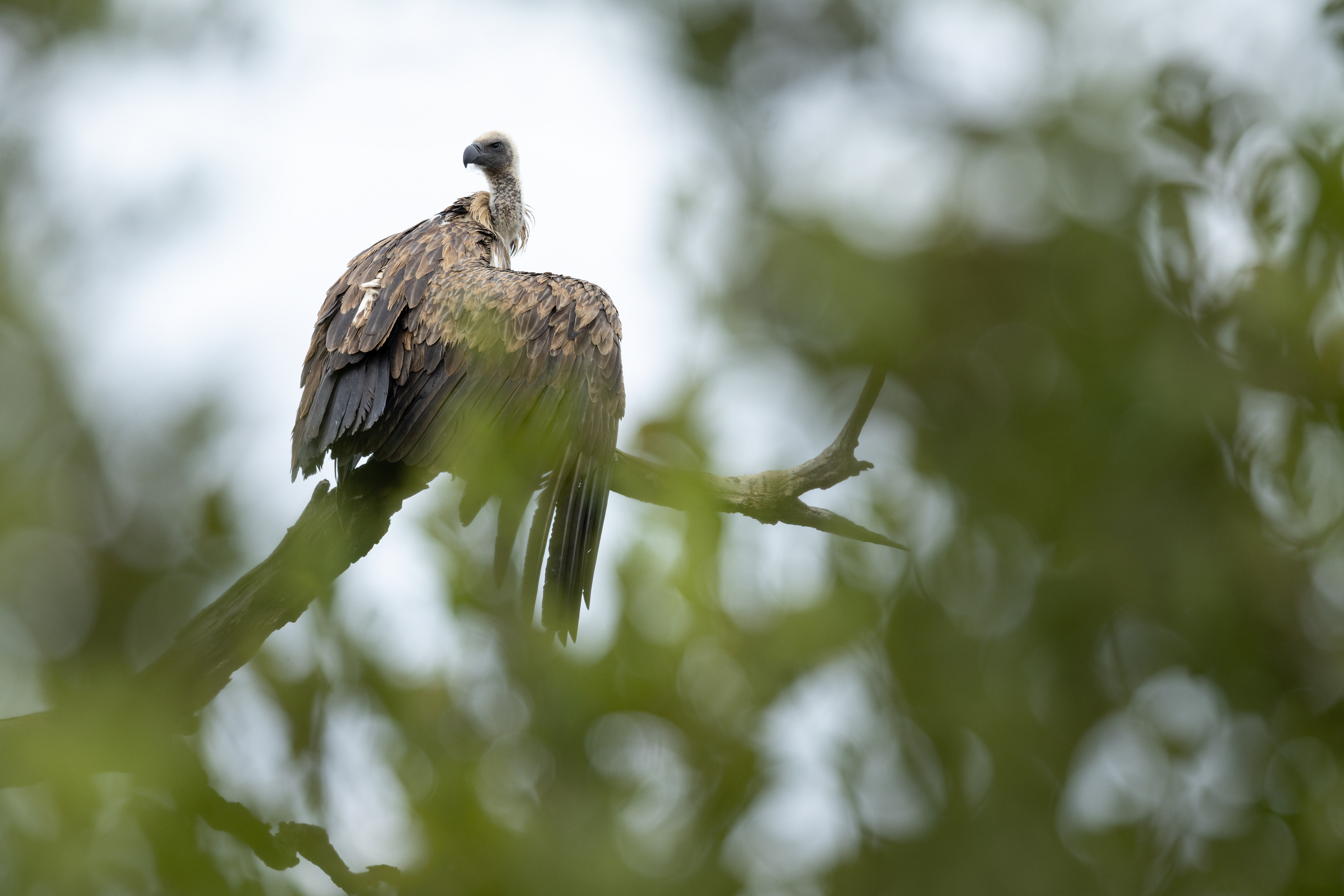 White-backed Vulture