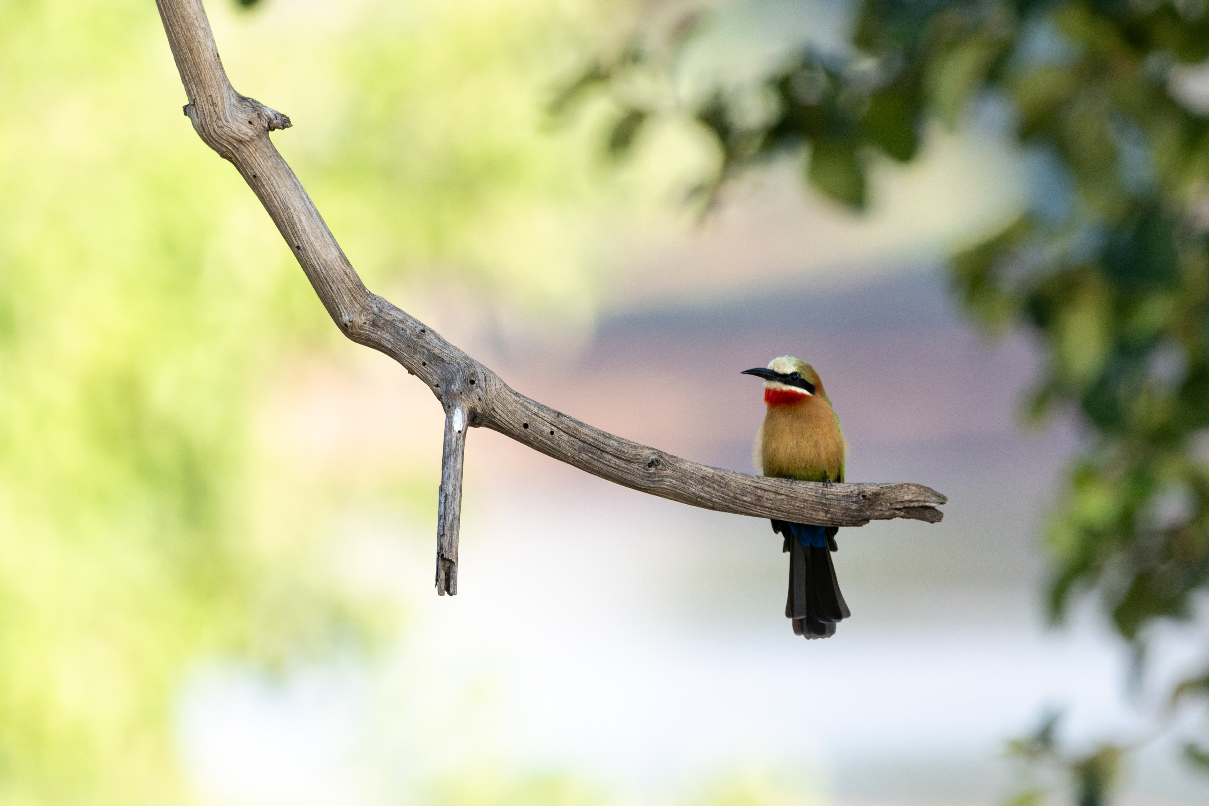 White-fronted Bee-eater