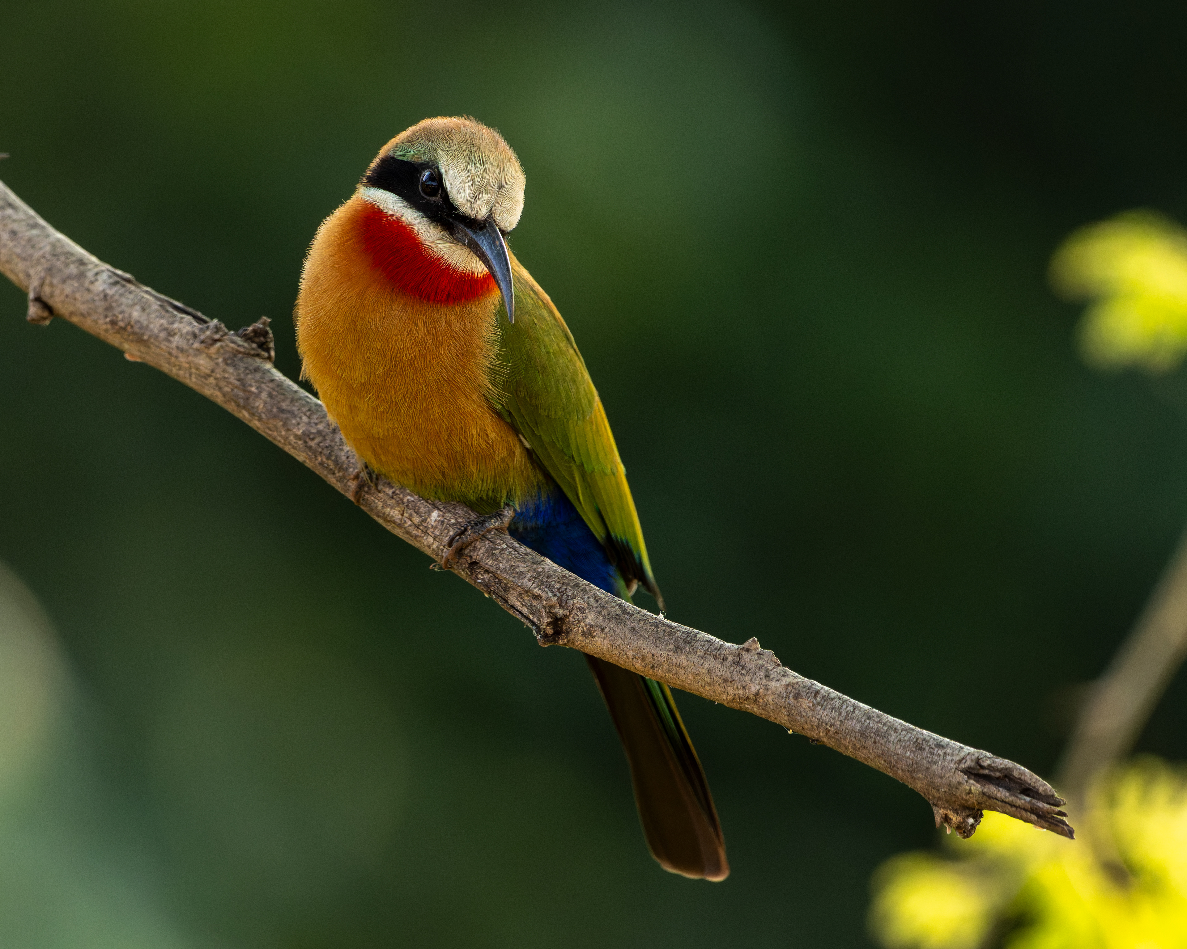White-fronted Bee-eater