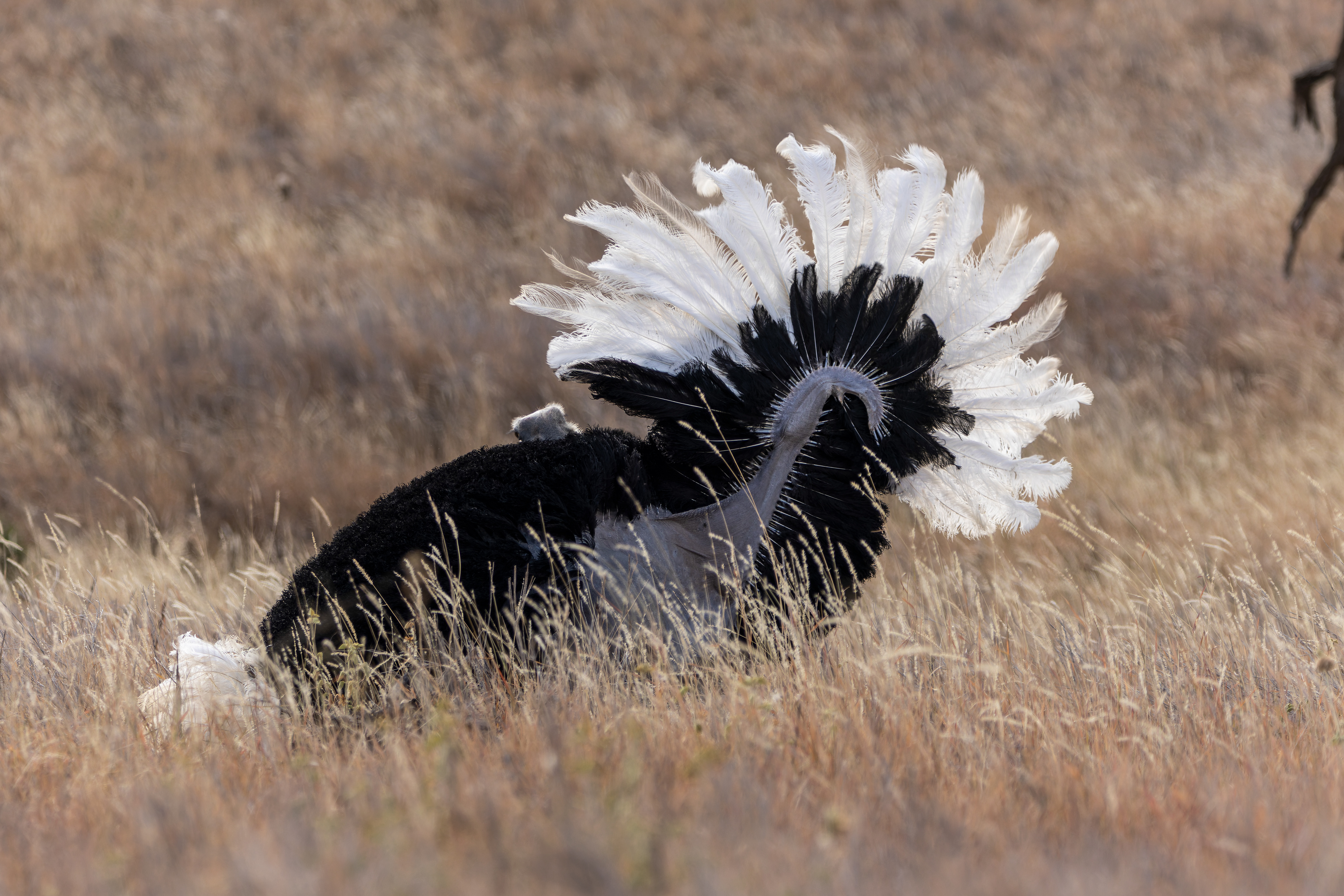 Masai Ostrich
