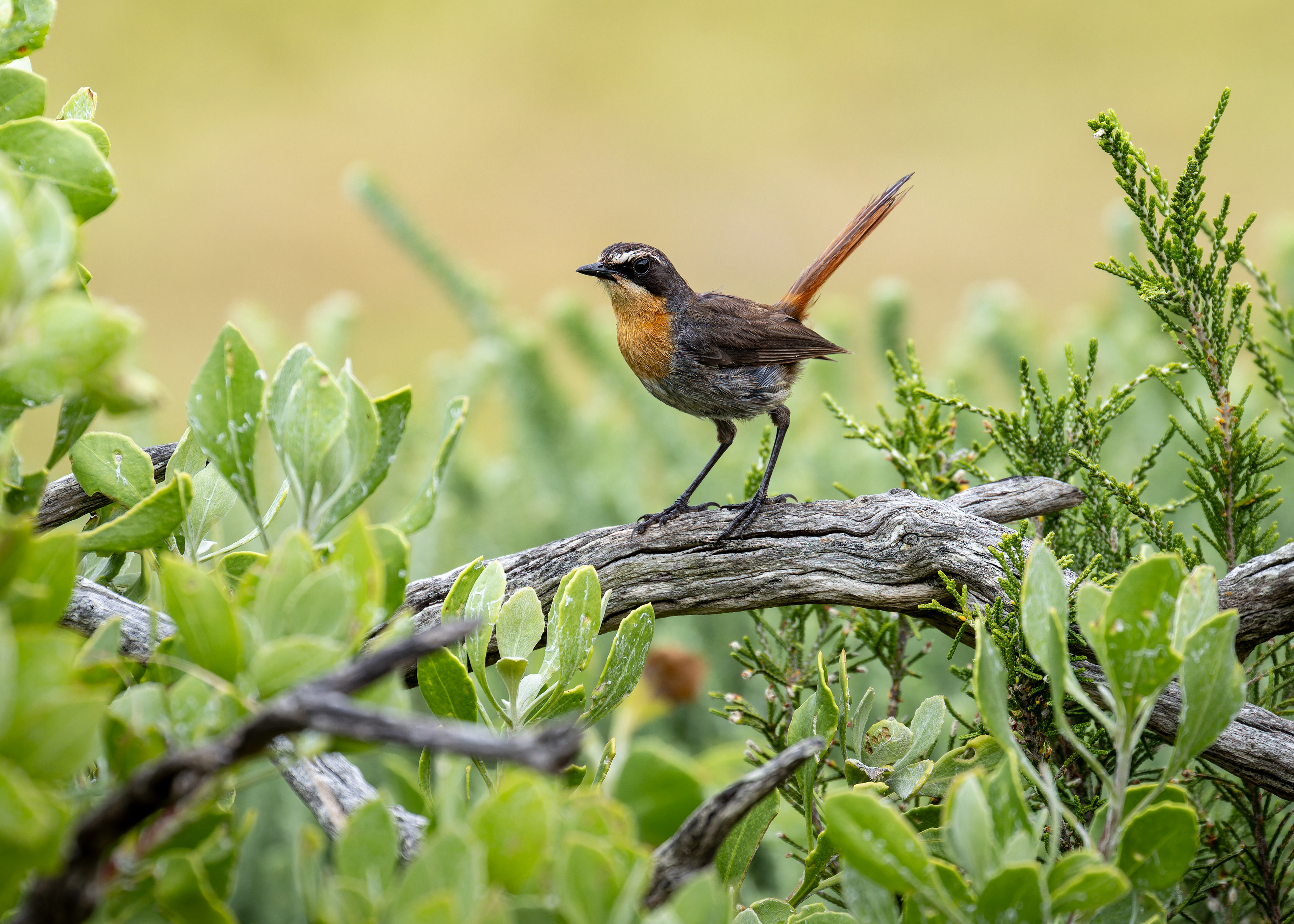 Cape Robin-chat