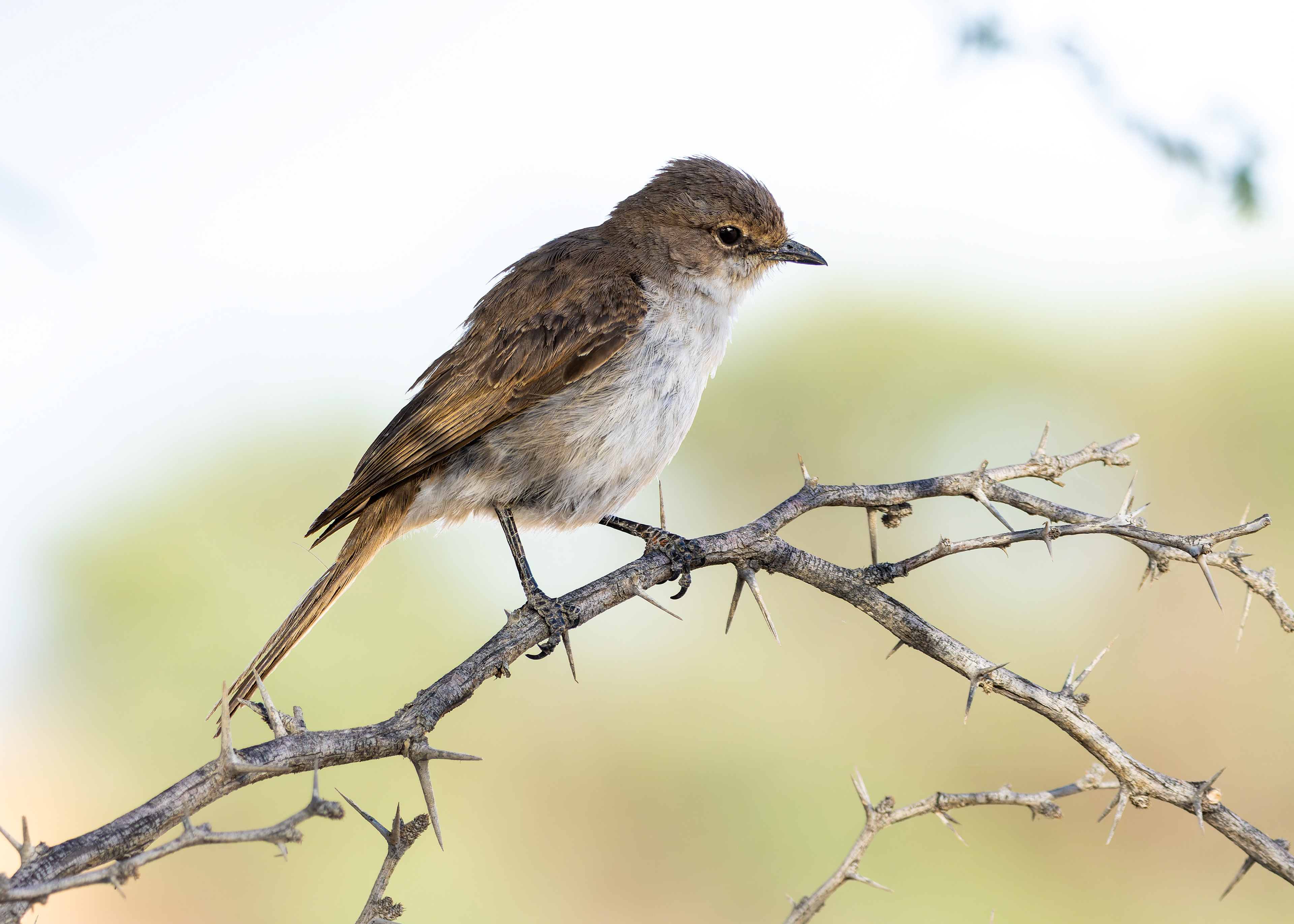 Marico Flycatcher