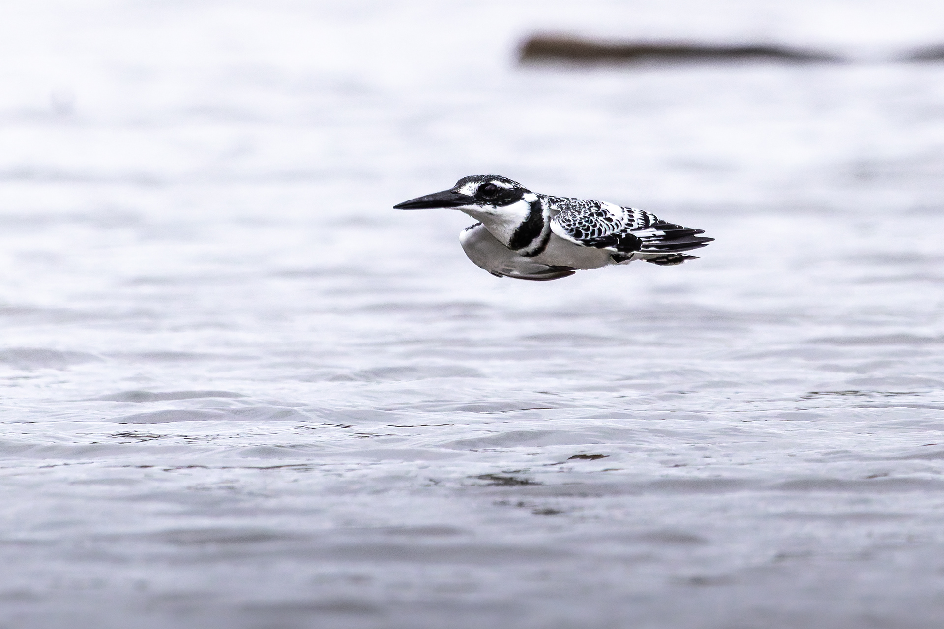 Pied Kingfisher