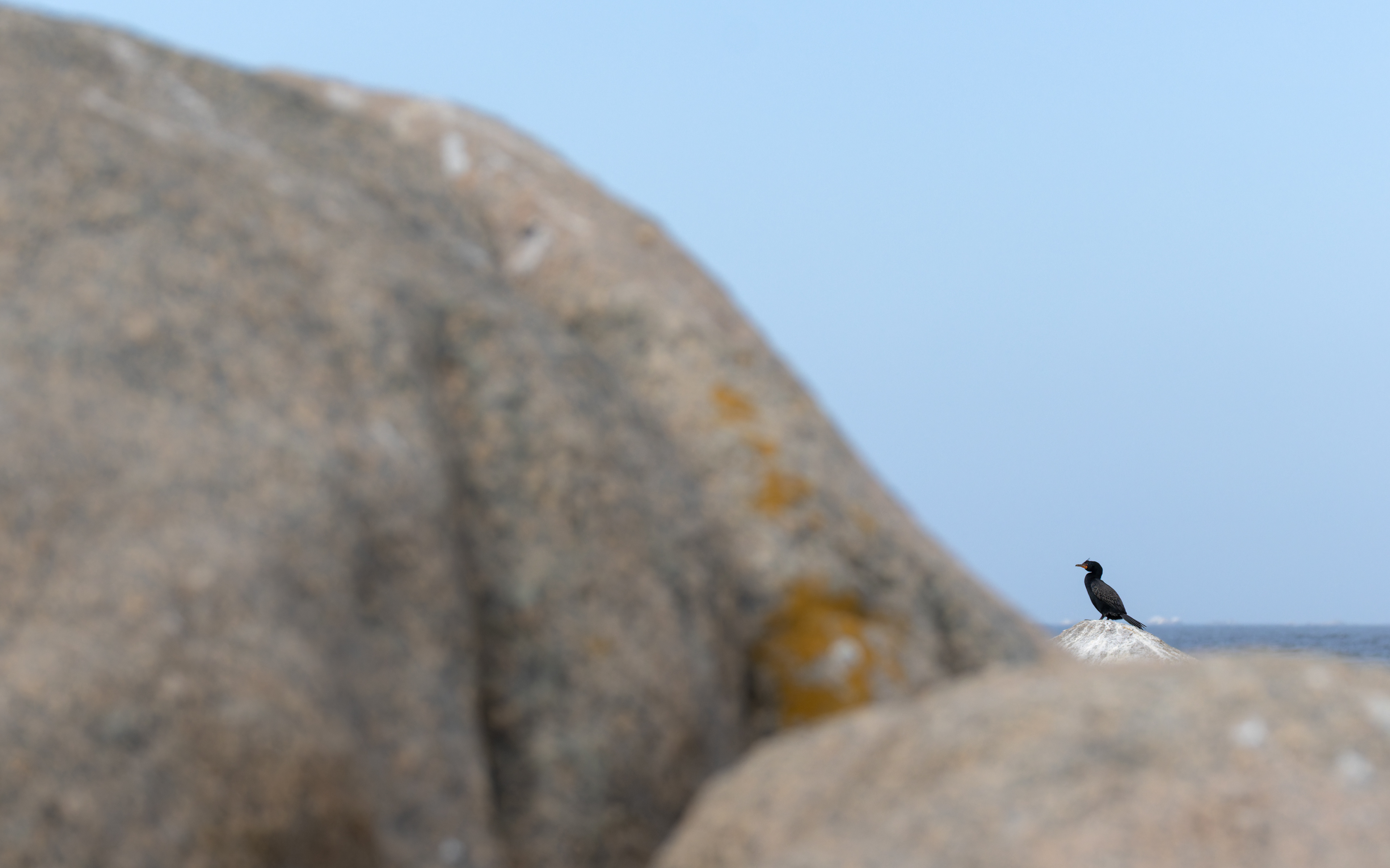 Cape Cormorant