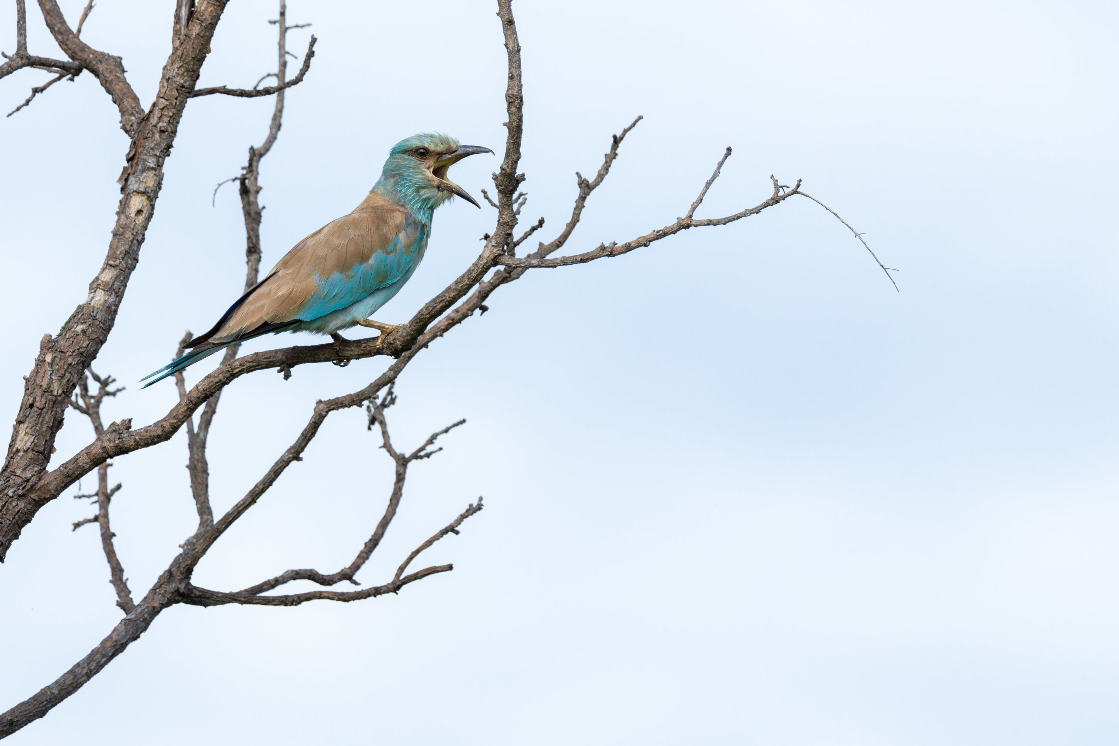 European Roller