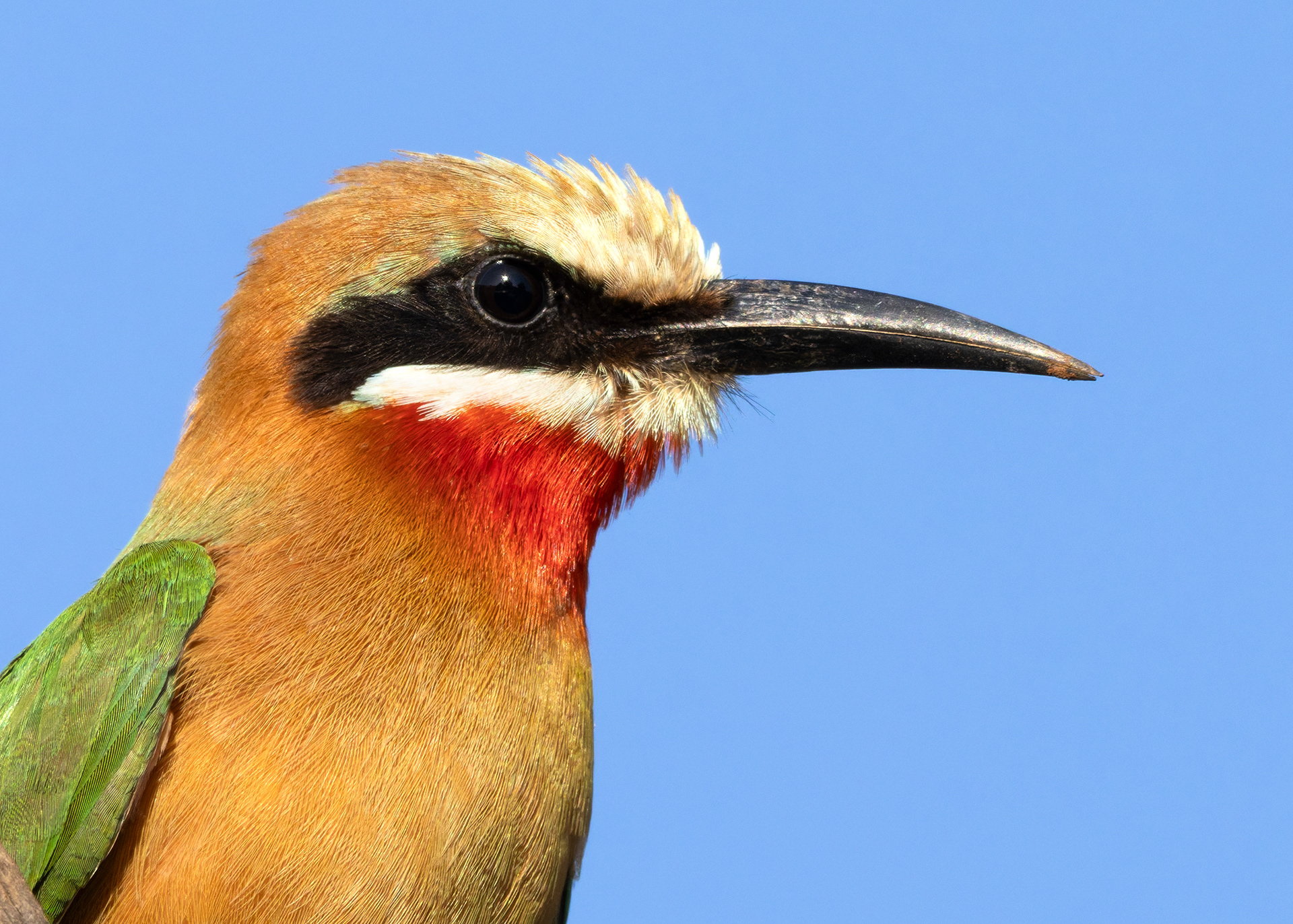 White-fronted Bee-eater