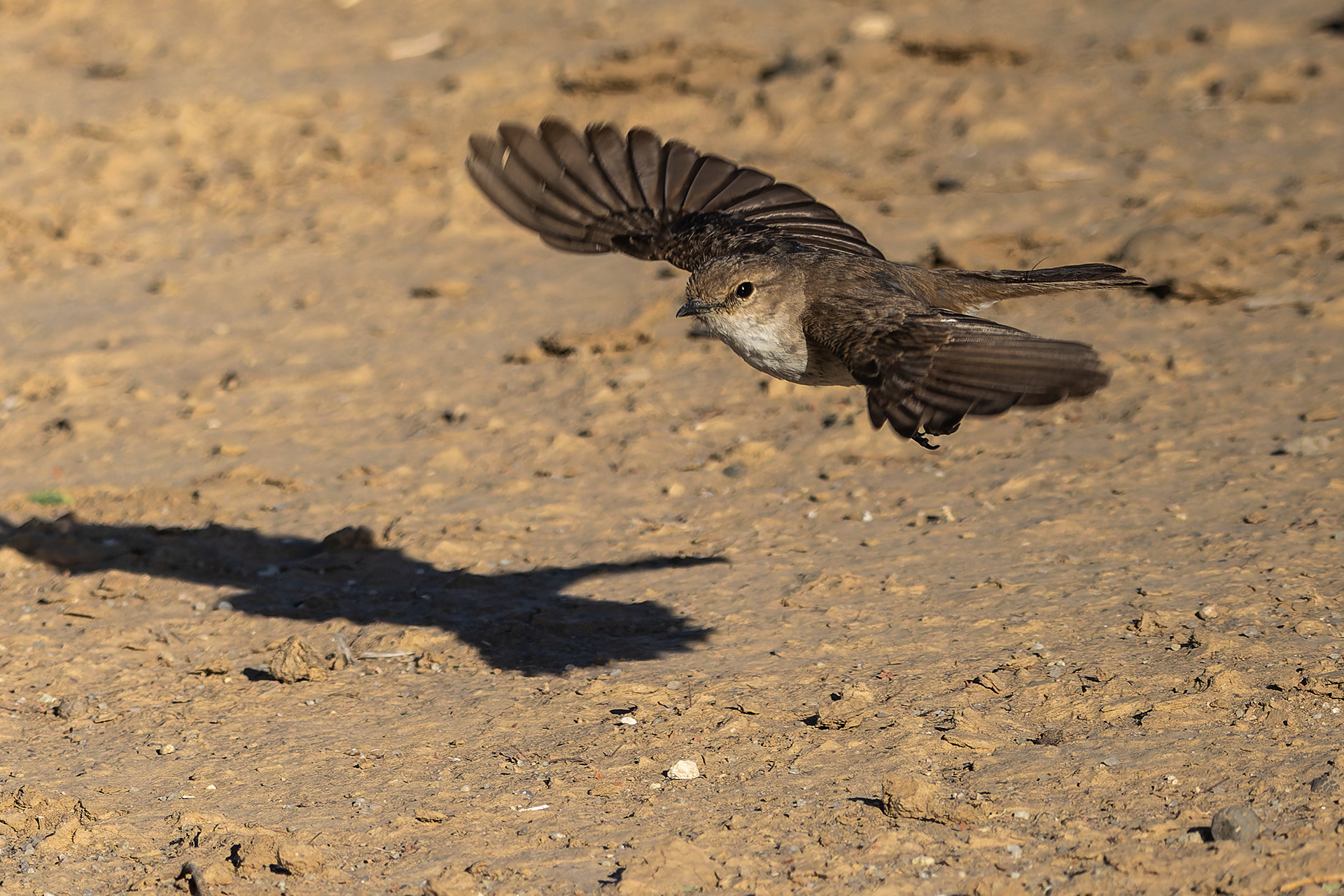 Marico Flycatcher