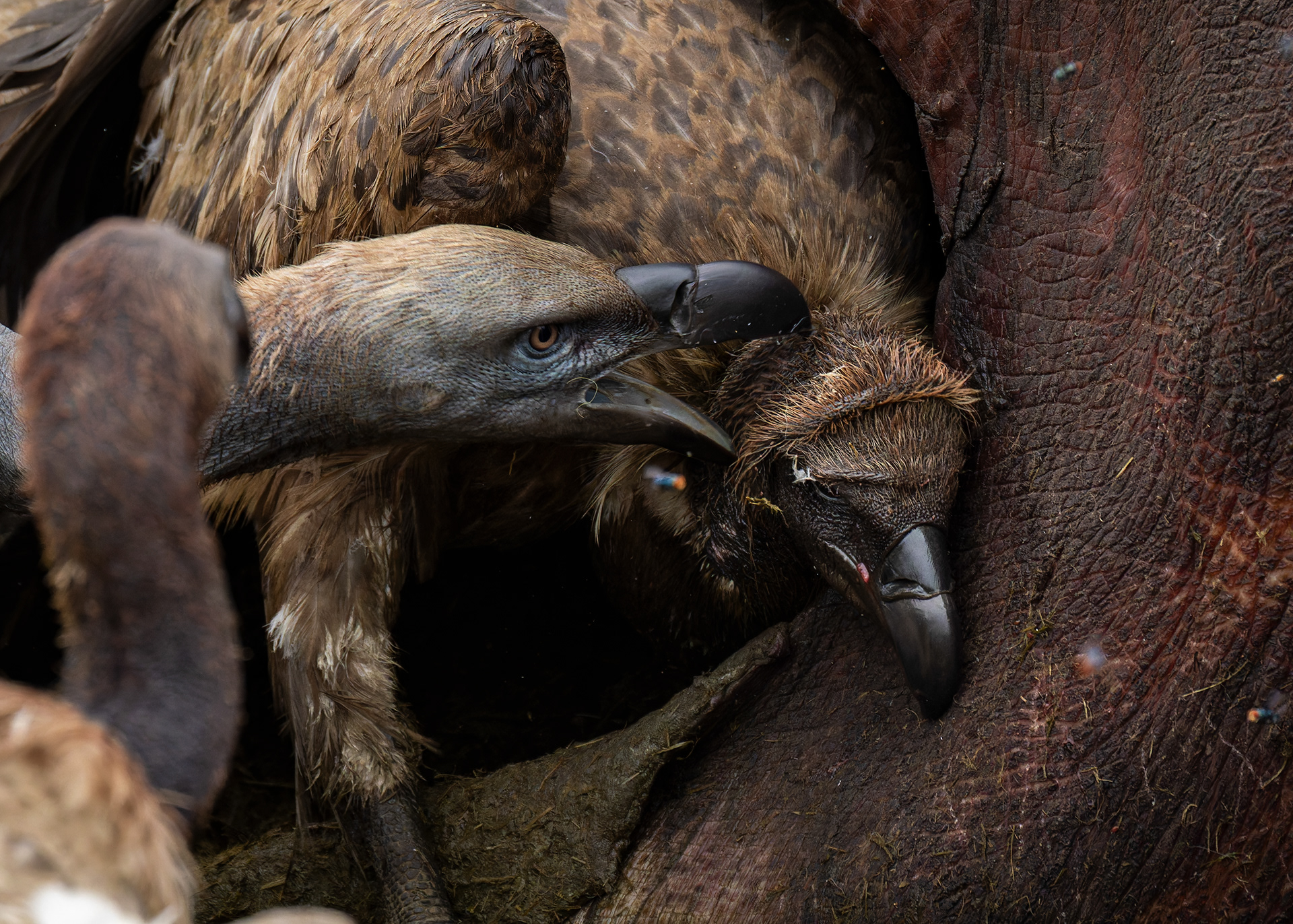 Cape Vulture & White-backed Vulture