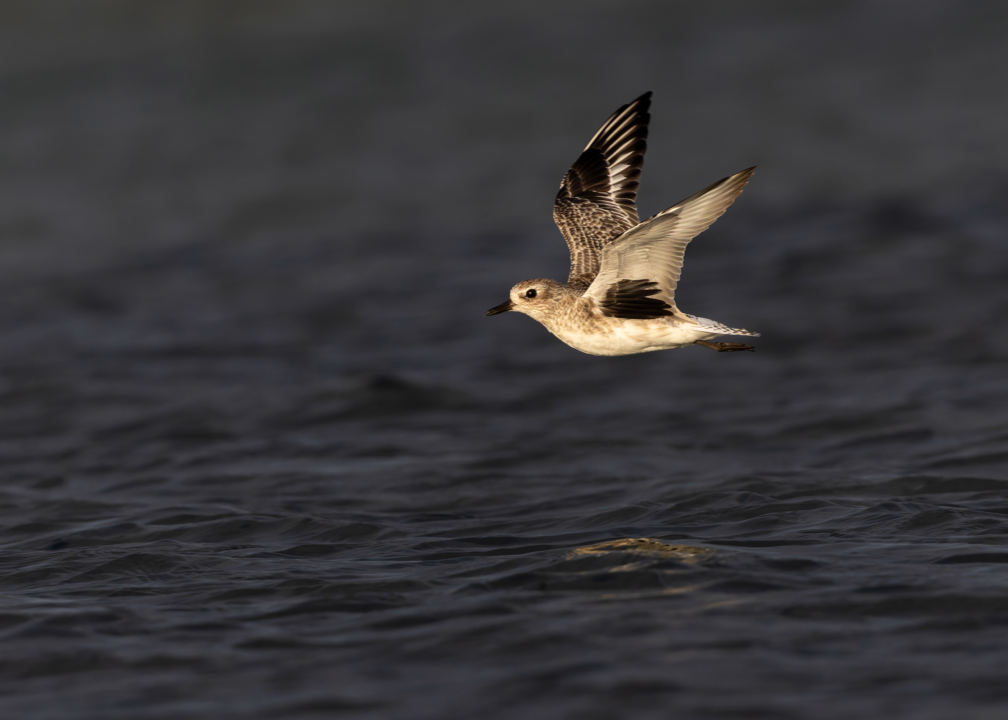 Grey Plover