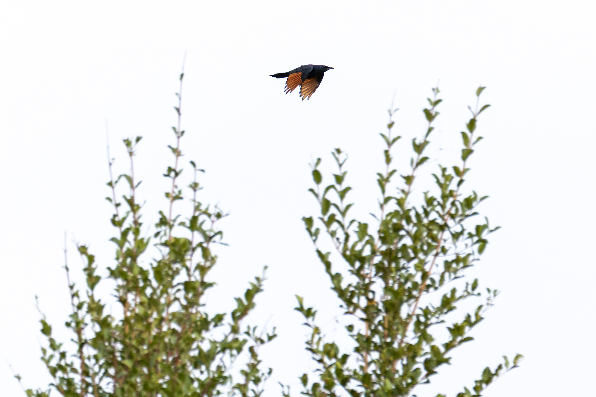 Red-winged Starling