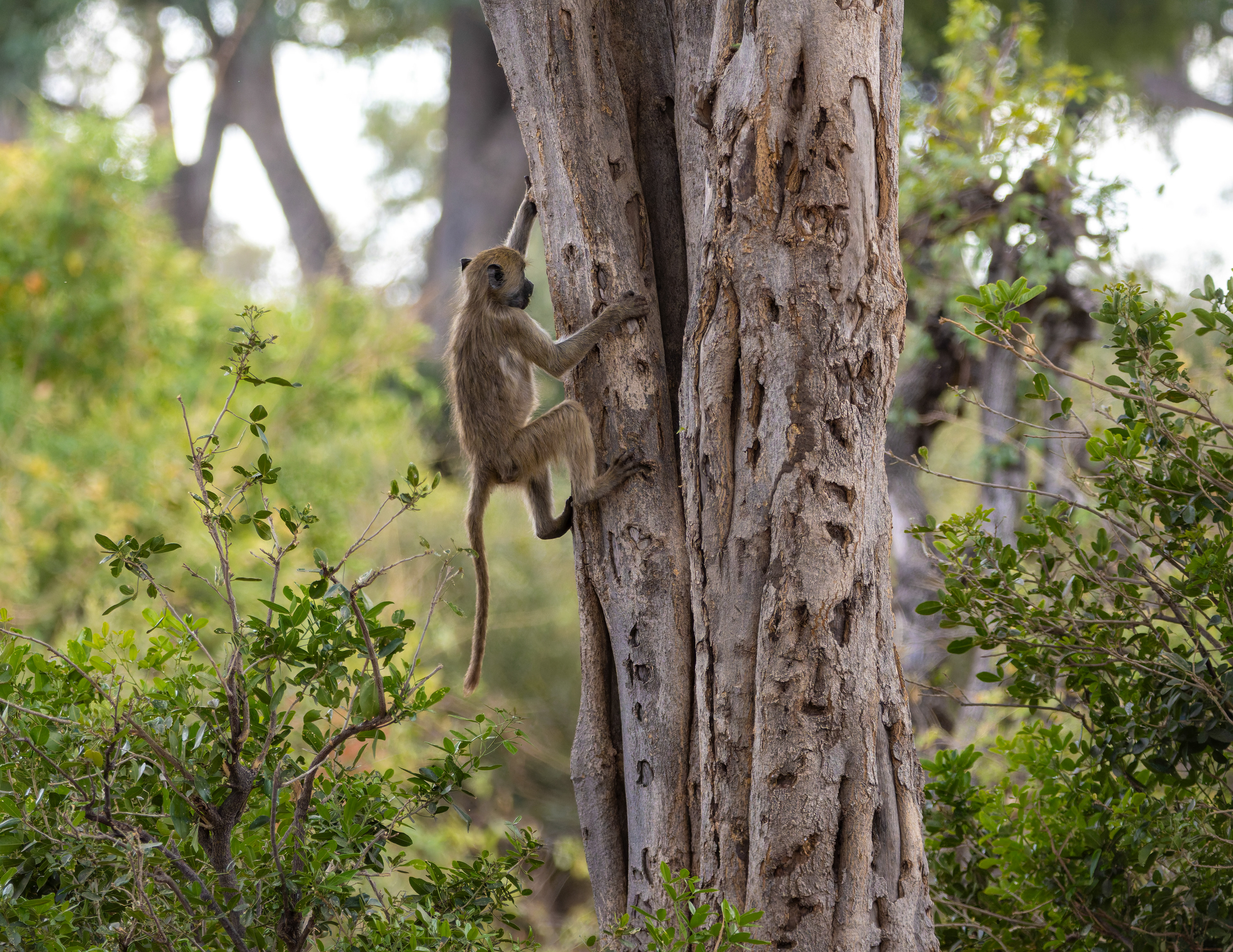 Chacma Baboon