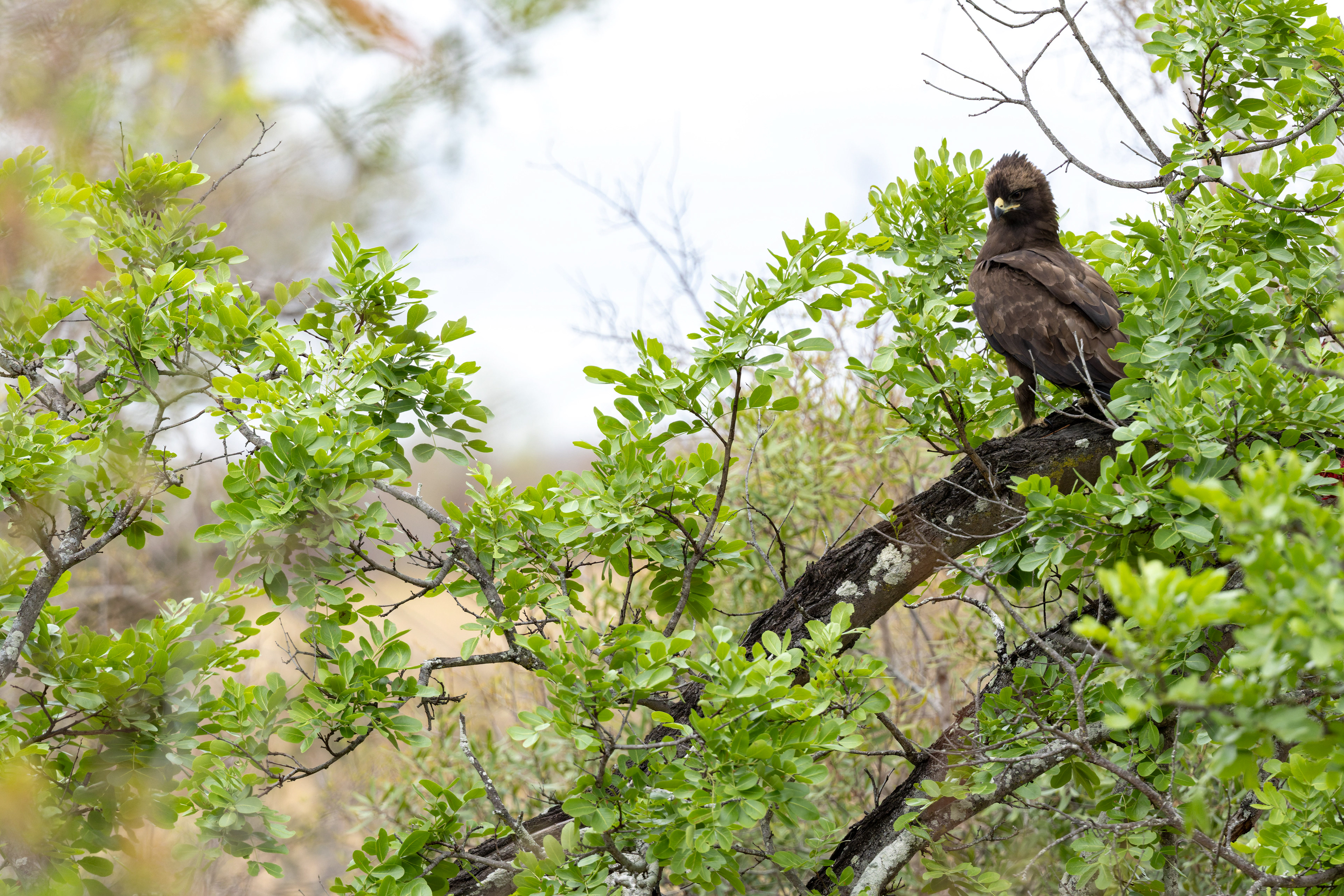 Wahlberg's eagle
