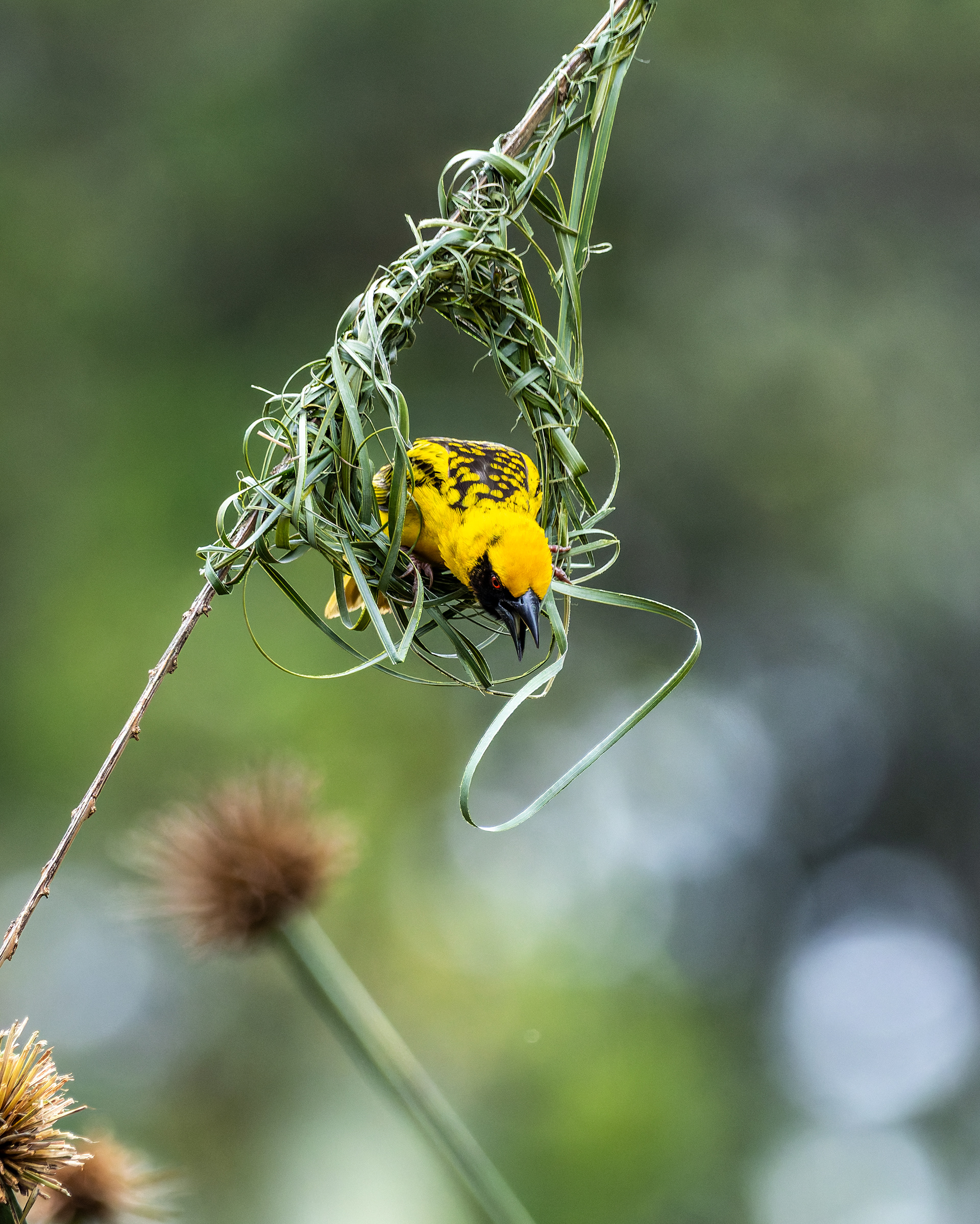 Village Weaver