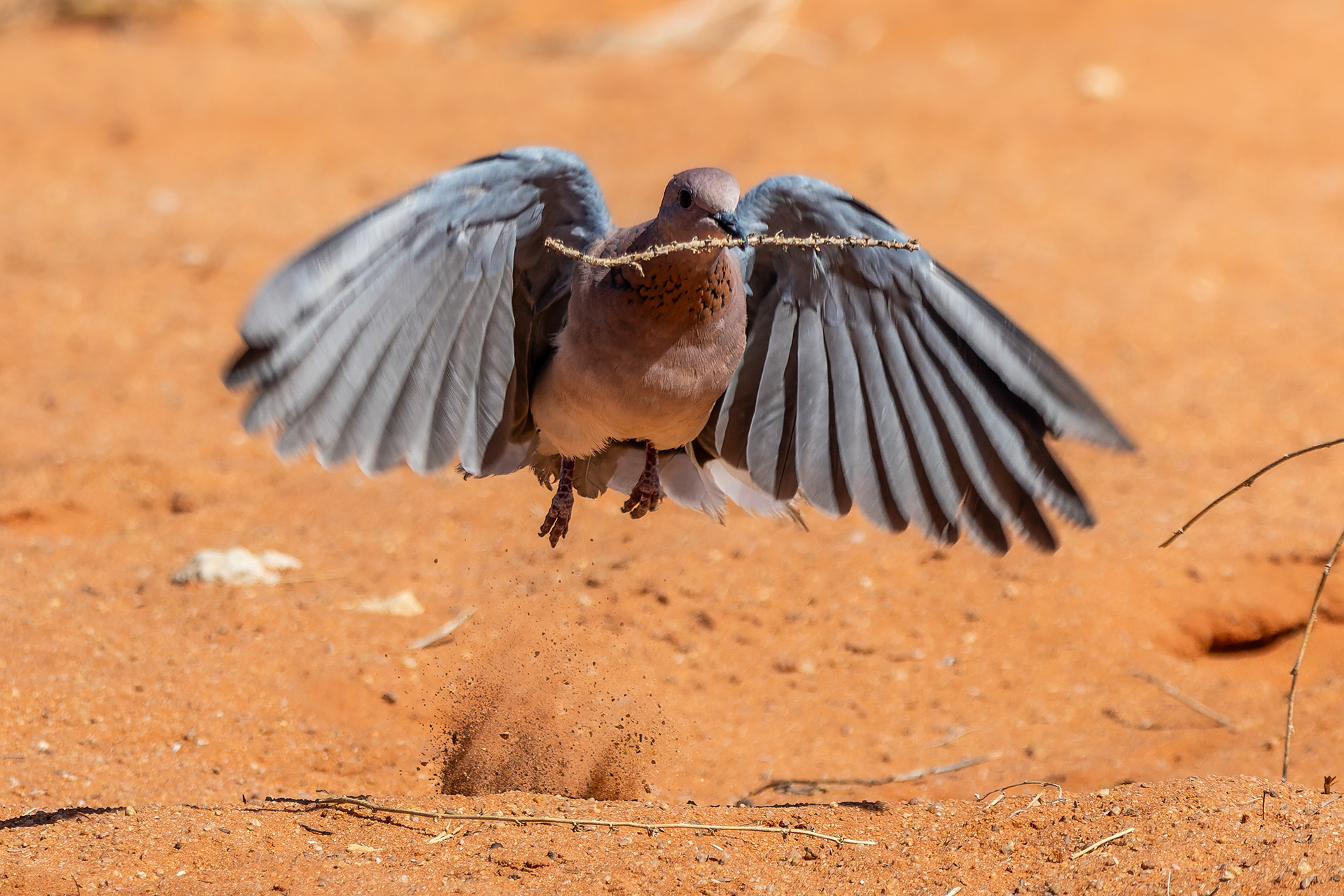 Laughing Dove