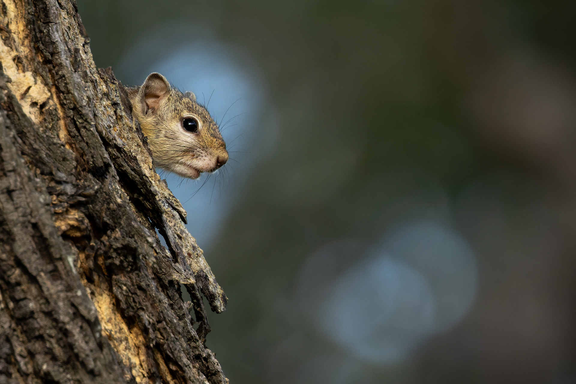 Tree Squirrel