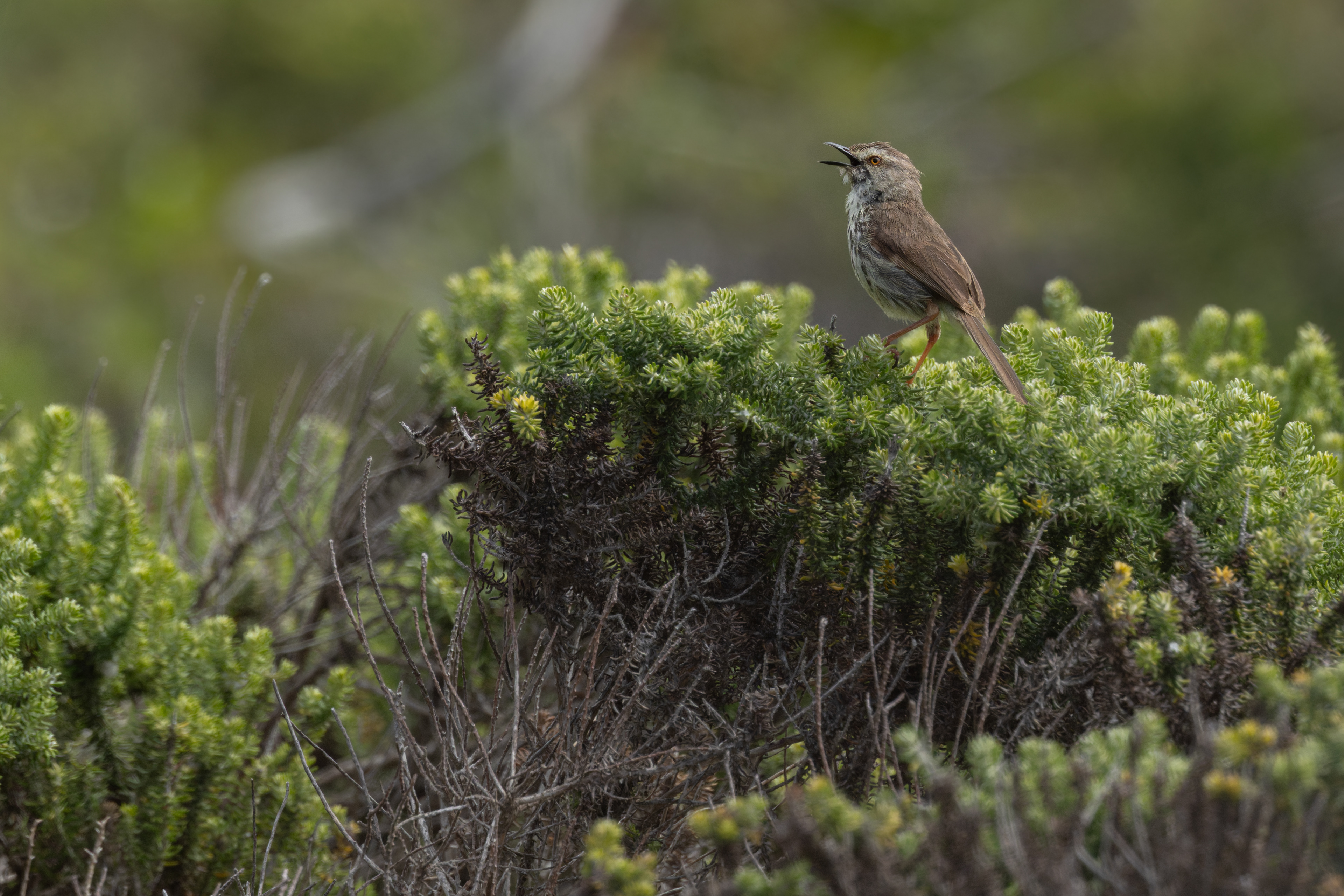 Karoo Prinia