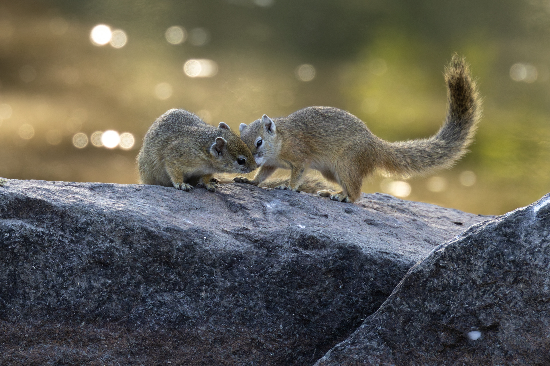 Tree Squirrel