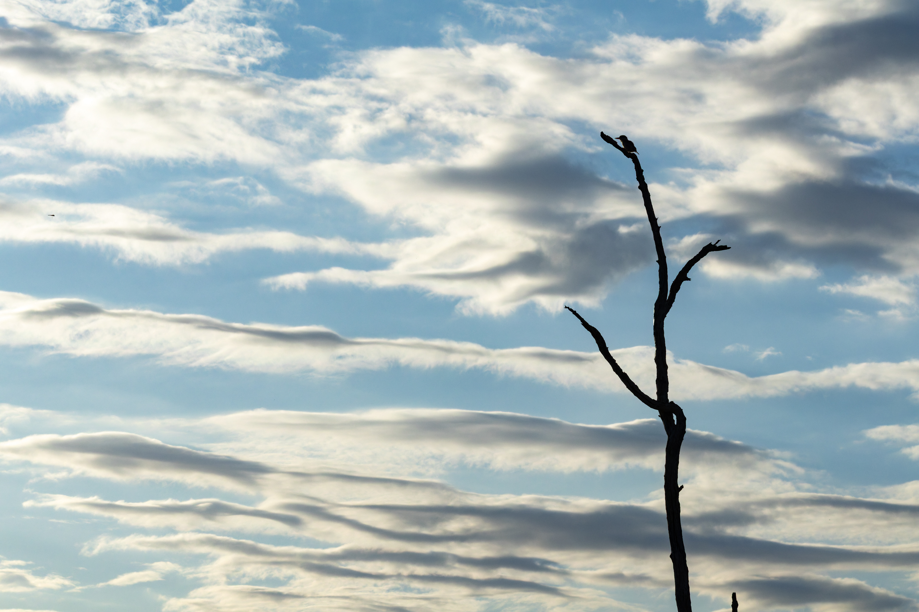 Striped Kingfisher