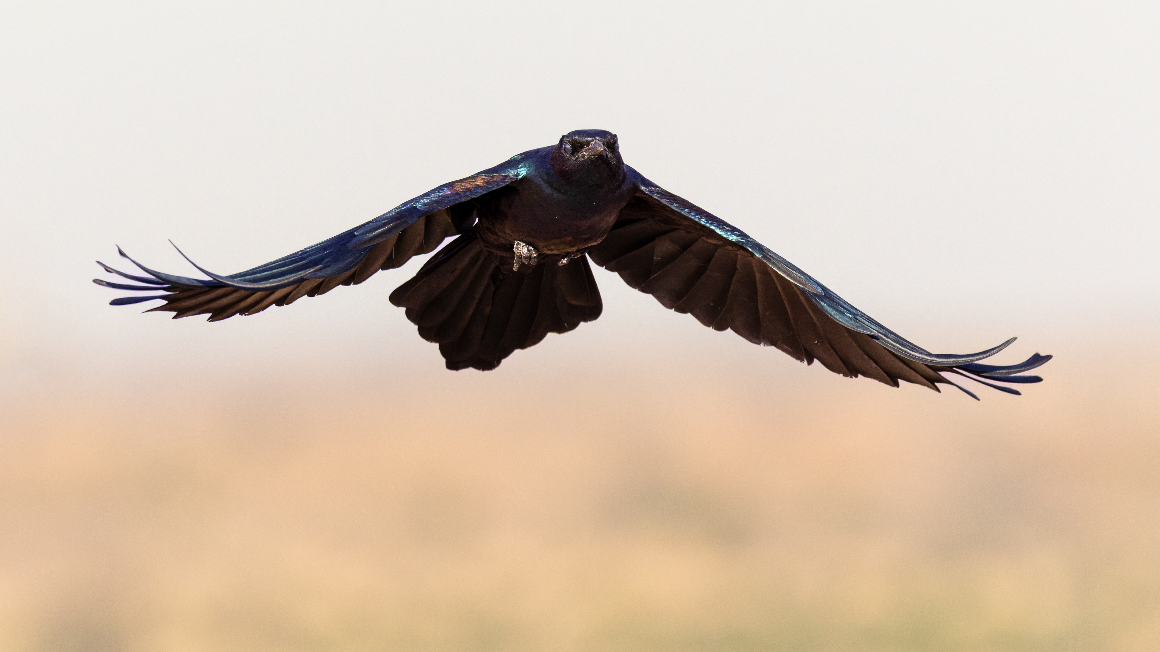 Burchell's Starling