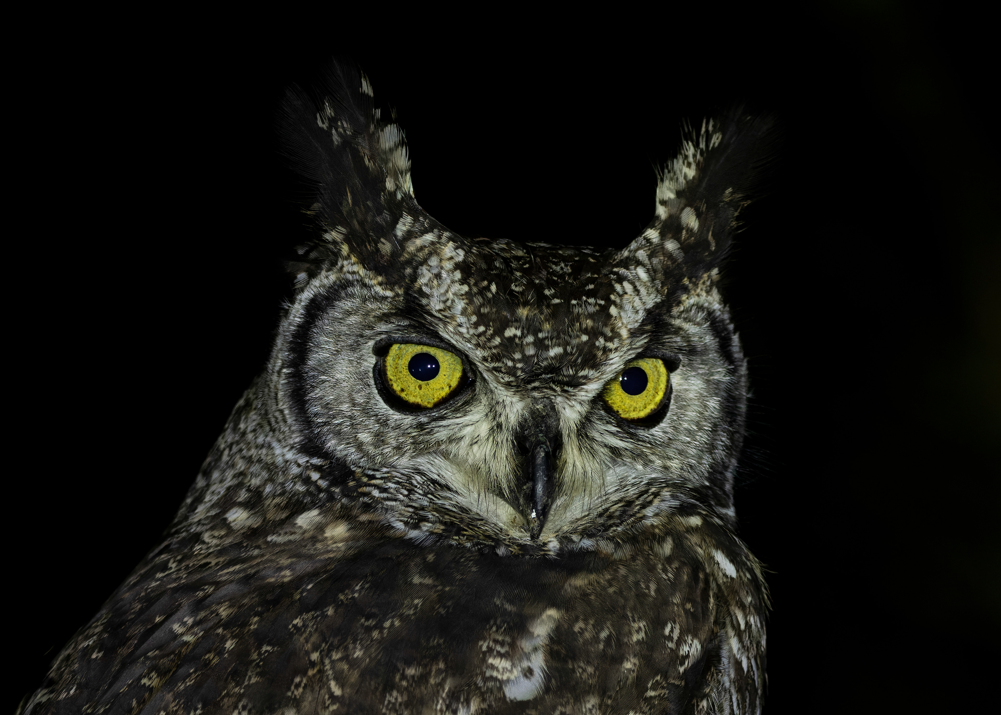 Spotted Eagle-owl