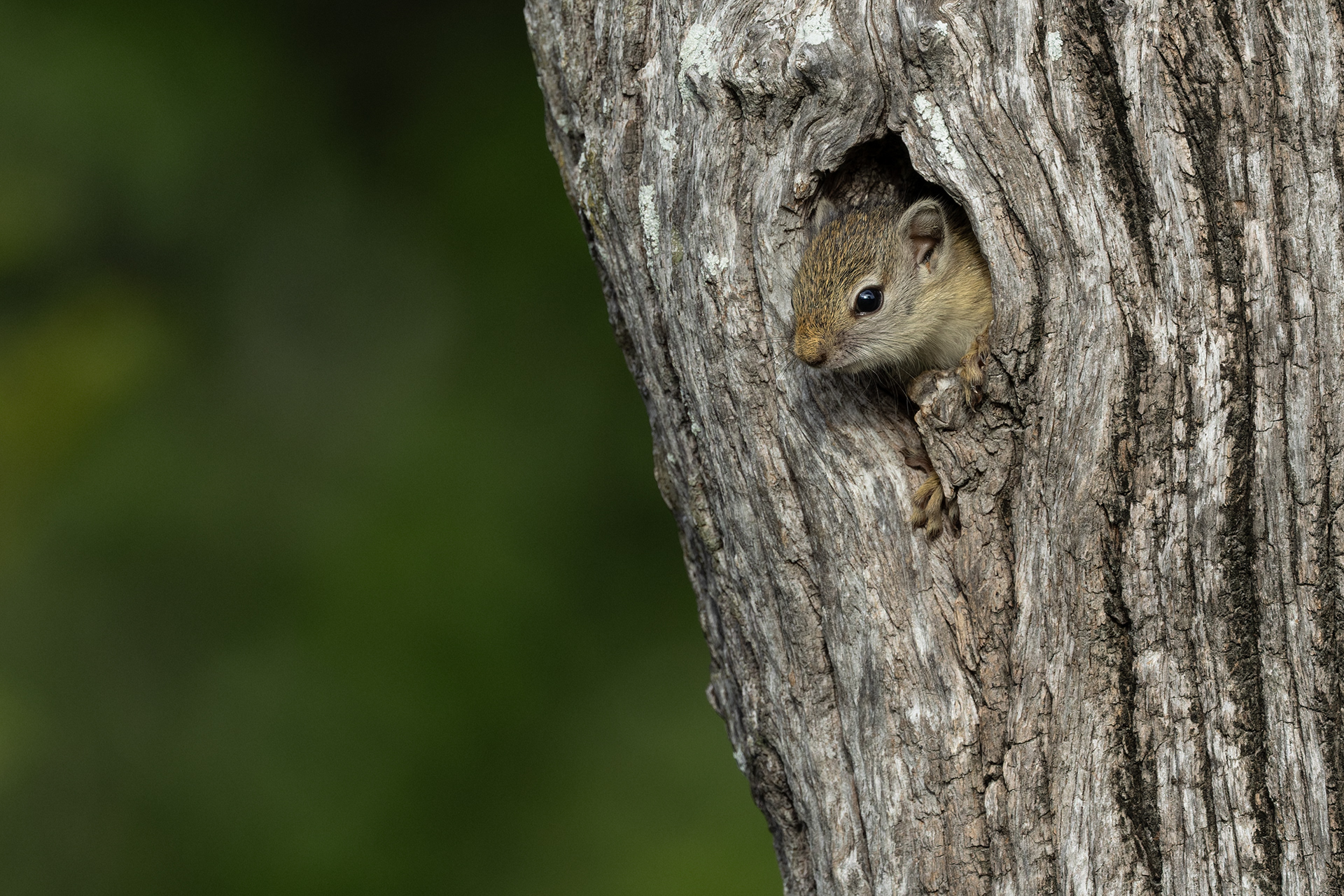 Tree Squirell