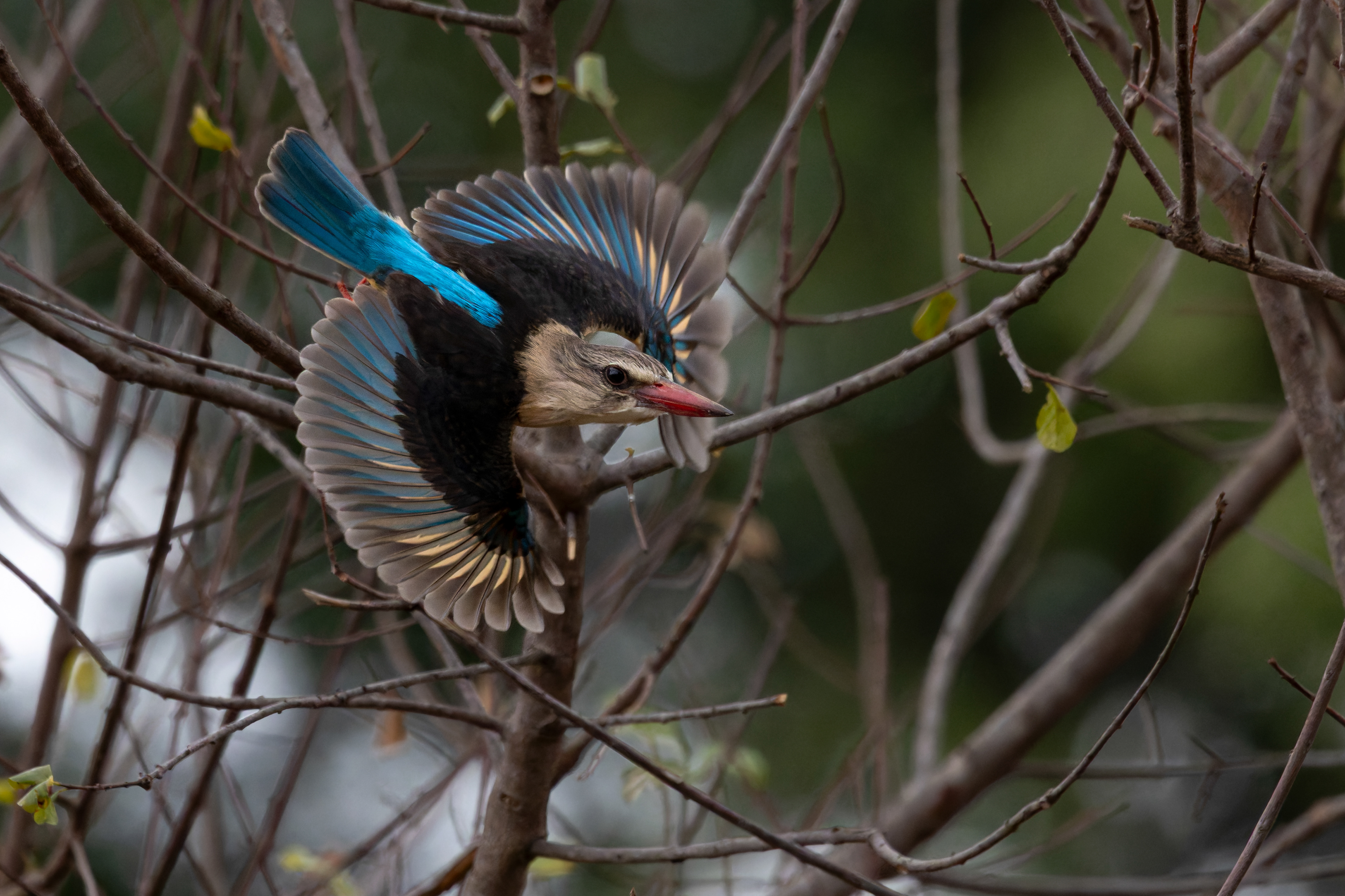 Brown-hooded Kingfisher